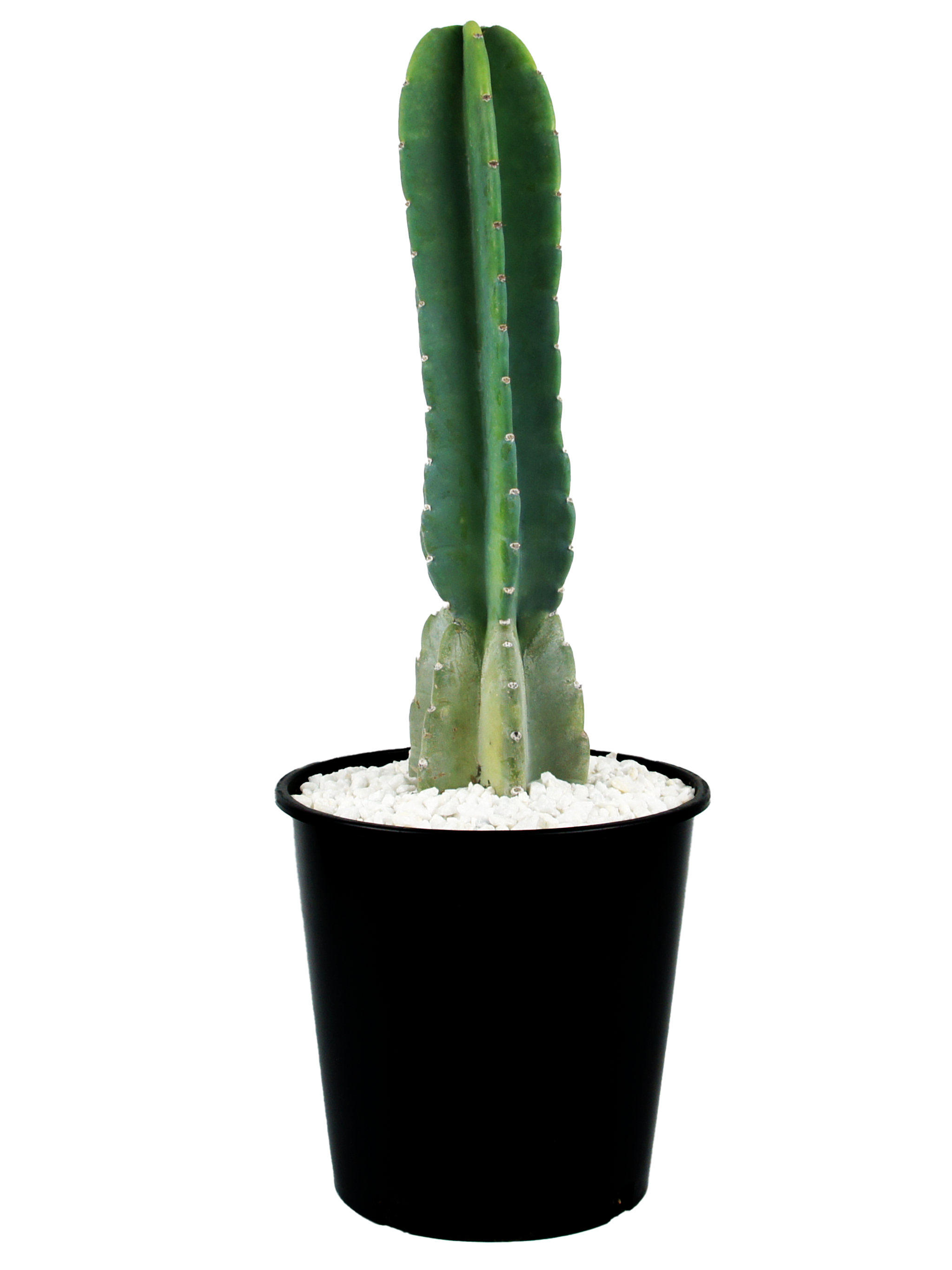 peruvian apple cactus vs san pedro Cereus peruvianus