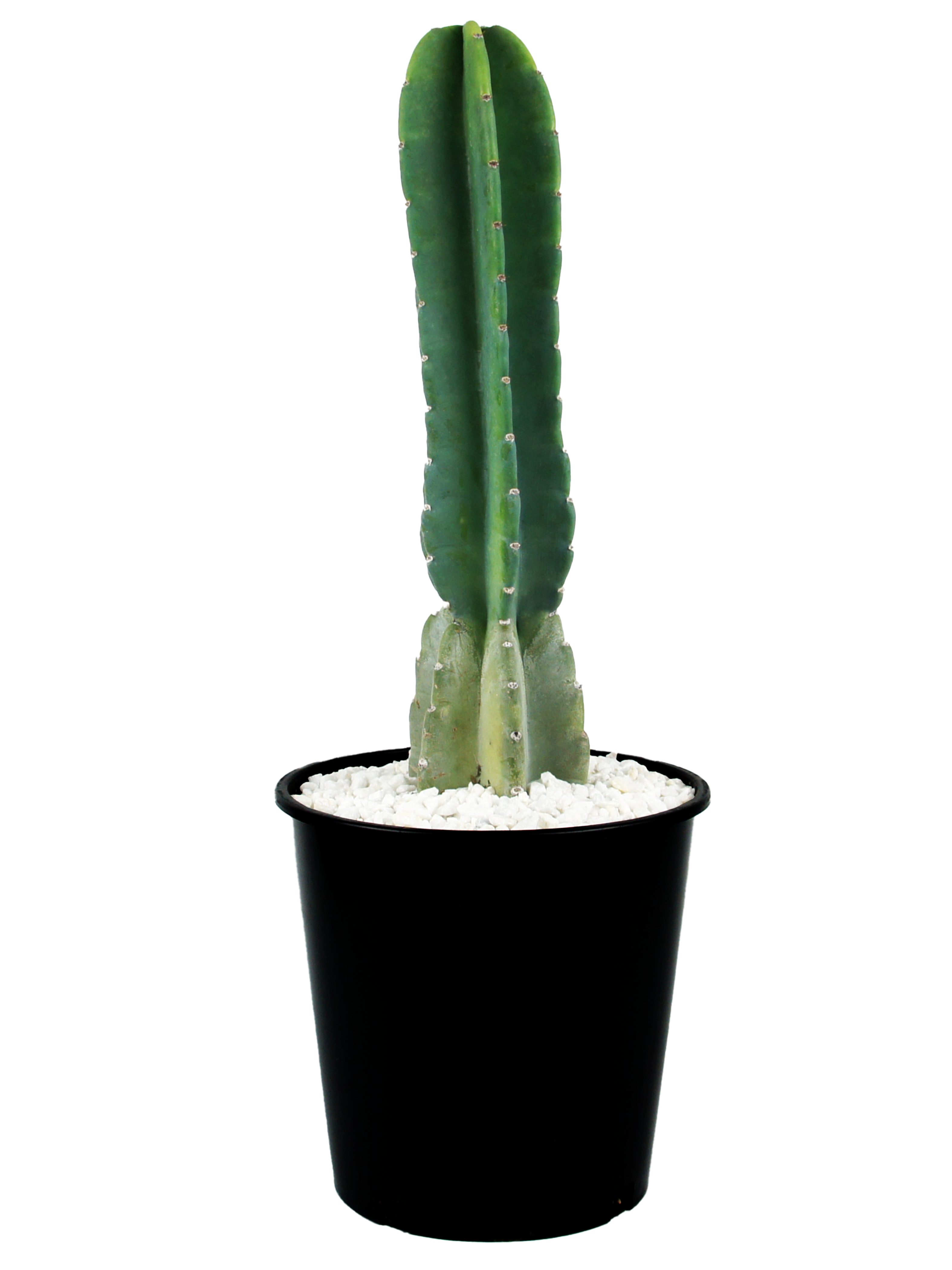 cactus yuppi Cereus peruvianus