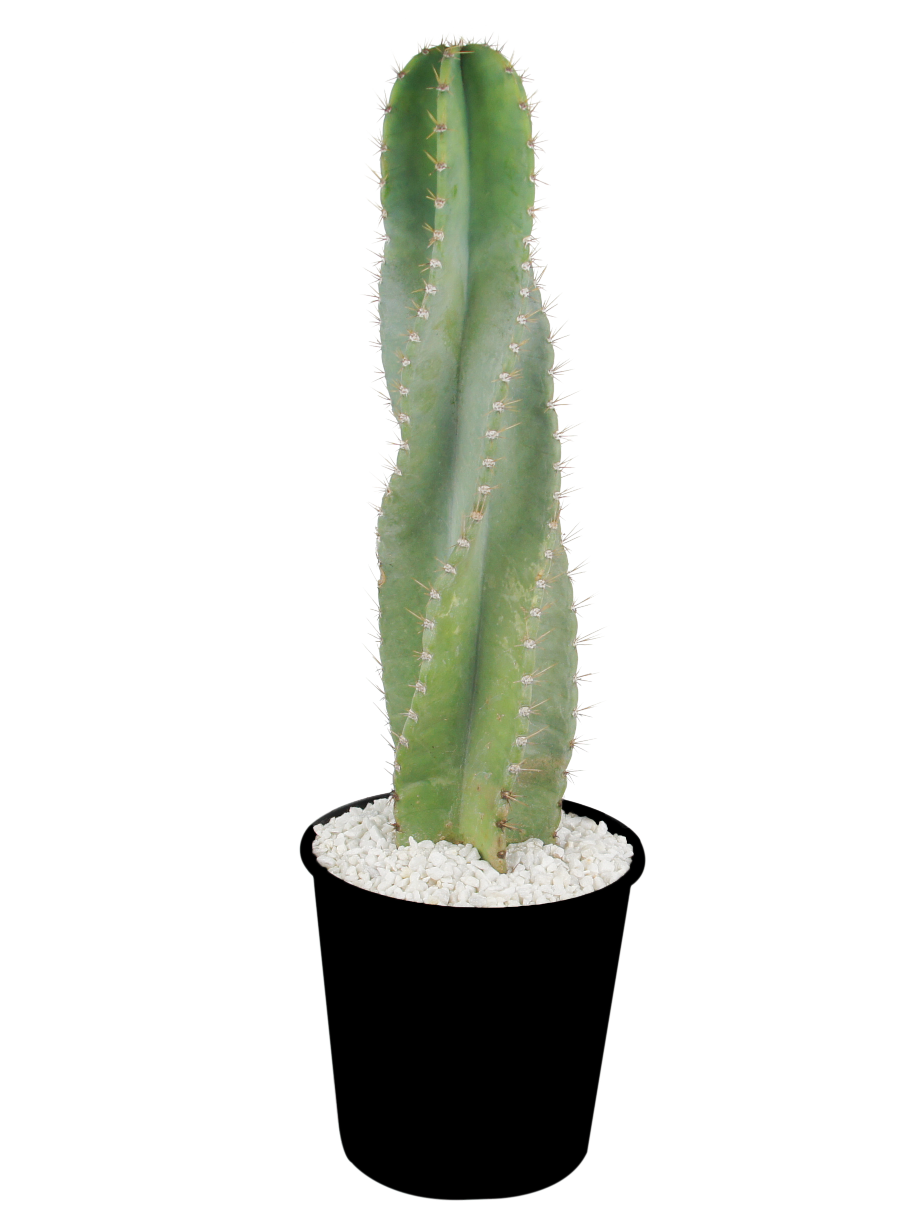 peruvianus kaktus Cereus peruvianus Twisted – Happy Valley Plants