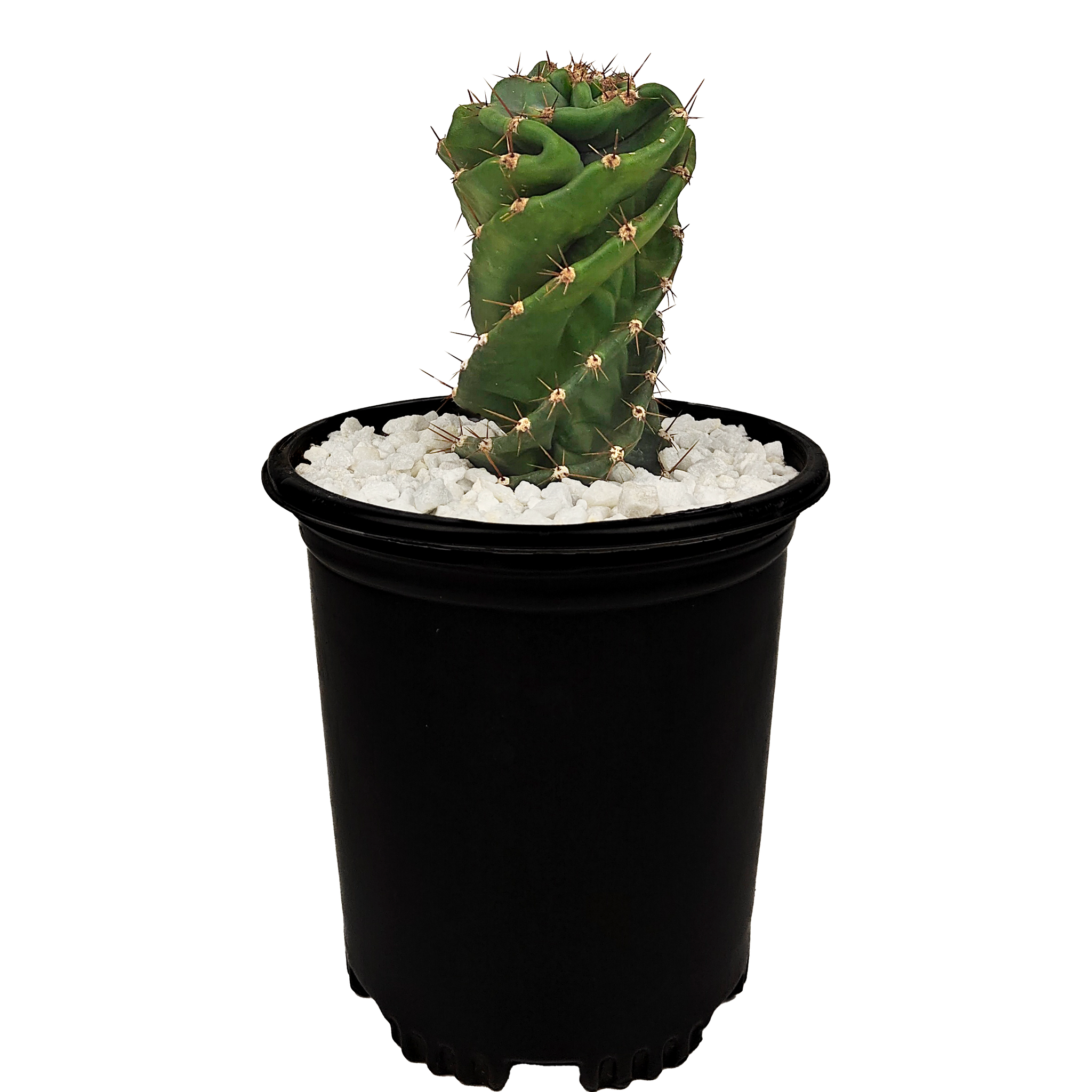 Cactus En Spirale (Cereus Forbesii Spiralis) – Pot De 11 Cm, Hauteur ~20 Cm, Plante D’intérieur Facile D’entretien