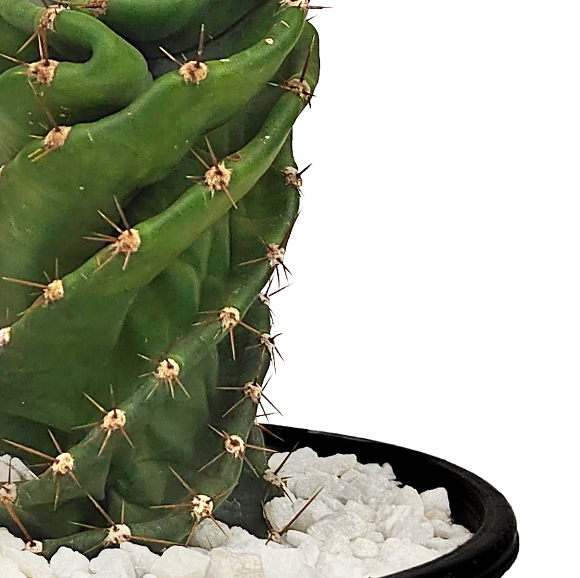 Close up view of Cereus peruvianus forbesii cv. Spiralis, focusing on the spiraling pattern of its columnar stems. The cactus has a smooth, blue-green appearance and forms dramatic, twisting shapes from the base. It thrives in full to part sun and grows up to 10-20 feet high and 6-12 feet wide. Hardy in USDA zones 9-12, with purple fruits produced when cross-pollinated.