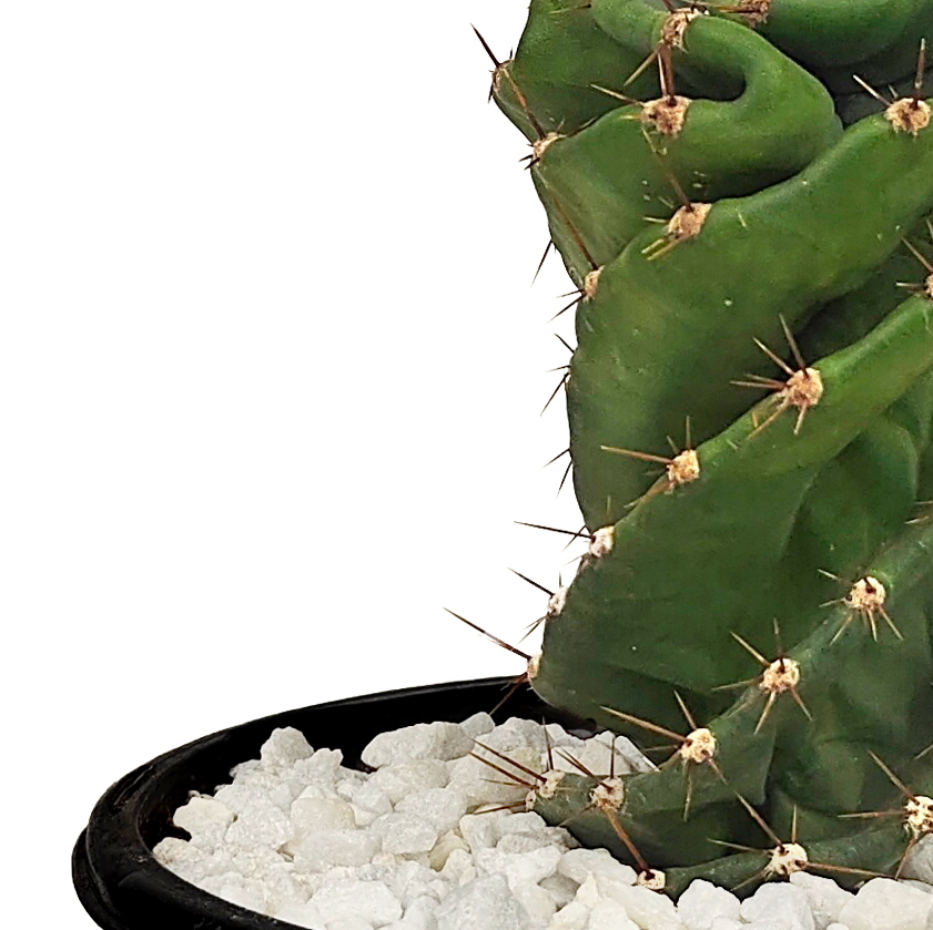 Close up view of Cereus peruvianus forbesii cv. Spiralis, focusing on the spiraling pattern of its columnar stems. The cactus has a smooth, blue-green appearance and forms dramatic, twisting shapes from the base. It thrives in full to part sun and grows up to 10-20 feet high and 6-12 feet wide. Hardy in USDA zones 9-12, with purple fruits produced when cross-pollinated.