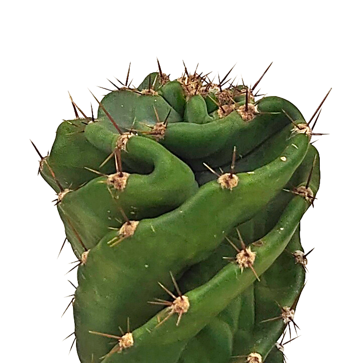 Close up view of Cereus peruvianus forbesii cv. Spiralis, focusing on the spiraling pattern of its columnar stems. The cactus has a smooth, blue-green appearance and forms dramatic, twisting shapes from the base. It thrives in full to part sun and grows up to 10-20 feet high and 6-12 feet wide. Hardy in USDA zones 9-12, with purple fruits produced when cross-pollinated.