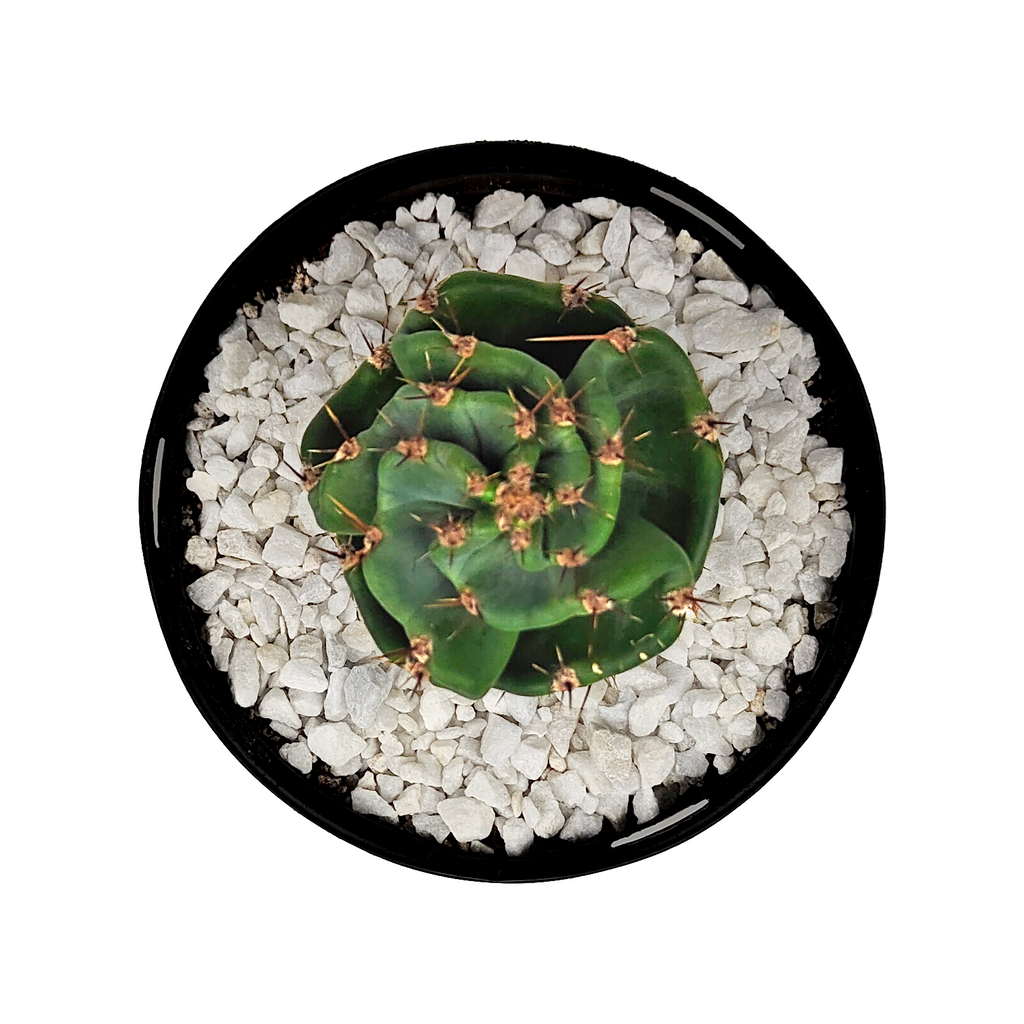 Top down view of Cereus peruvianus forbesii cv. Spiralis, highlighting its spiral-shaped stems as they ascend in a candelabra-like pattern. The cactus forms a striking, tree-like structure, with branching stems that create an eye-catching display. Grows up to 10-20 feet high and 6-12 feet wide in full to part sun. Hardy in USDA zones 9-12, it makes an excellent indoor/outdoor plant in colder climates.