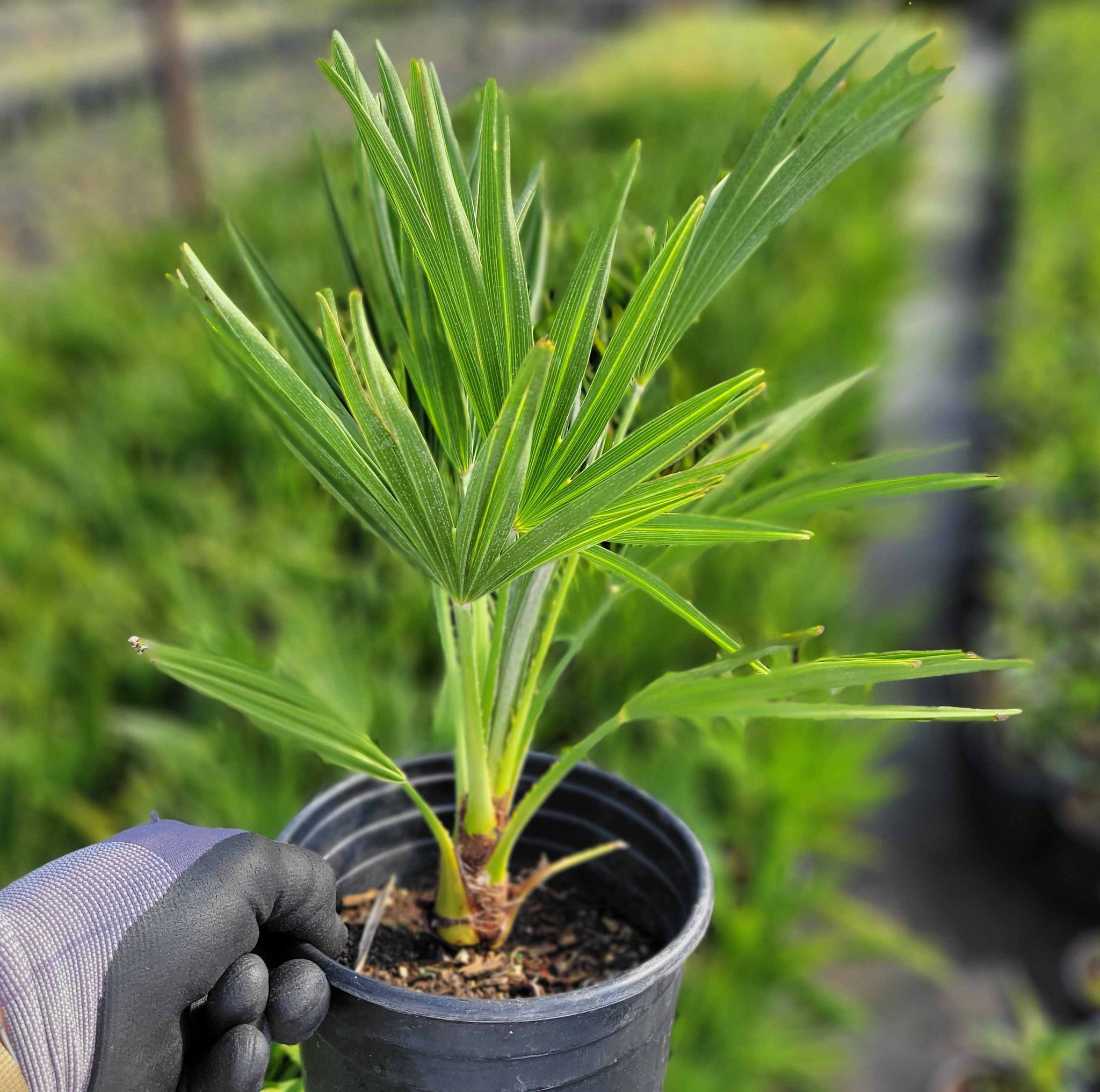 Chamaerops humilis - European fan palm – Happy Valley Plants