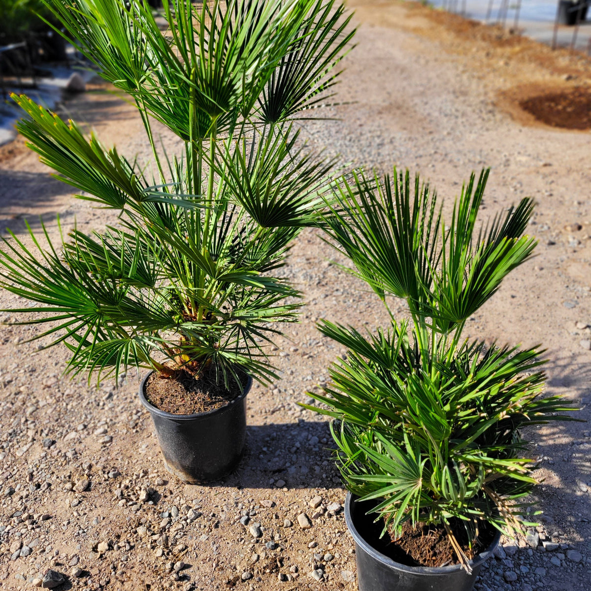 Chamaerops humilis - European fan palm – Happy Valley Plants