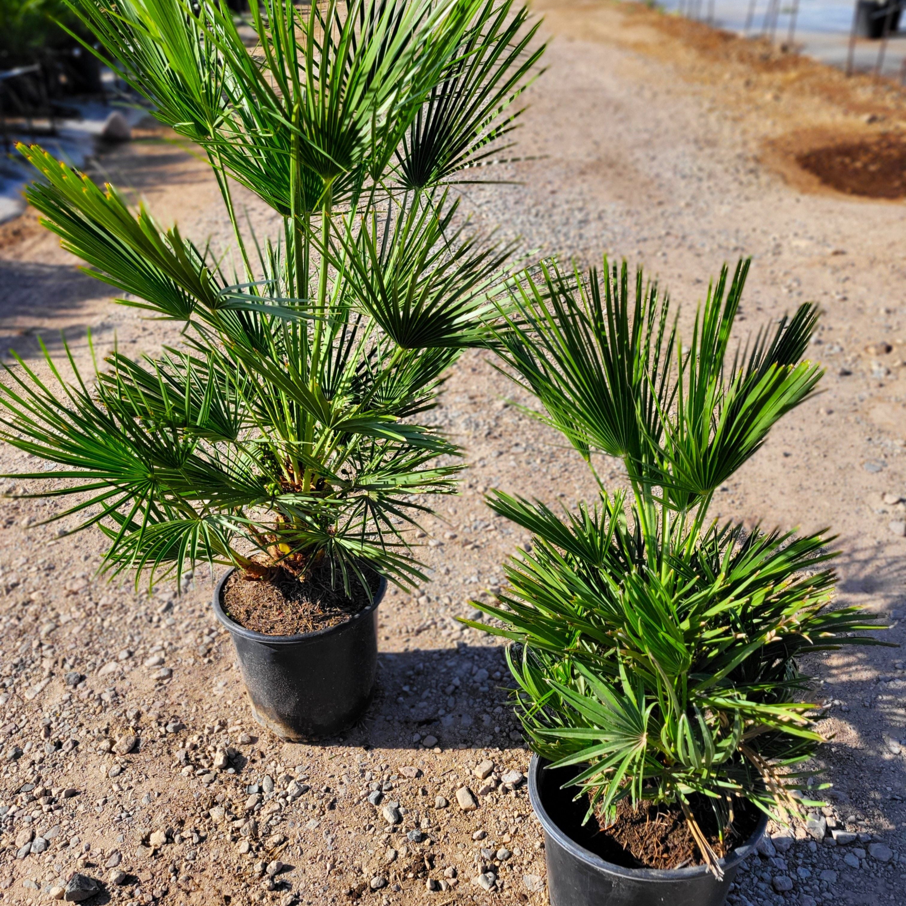european fan palm plant Chamaerops humilis