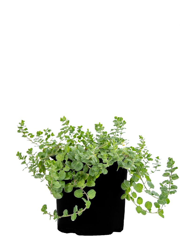 Full view of Convolvulus mauritanicus, showcasing its trailing branches and small, lavender-blue trumpet-shaped flowers. The evergreen plant grows to 1 foot high and spreads 2-3 feet wide, thriving in full to part sun. Its green-gray, hairy leaves make it ideal for ground cover, slope stabilization, and containers.