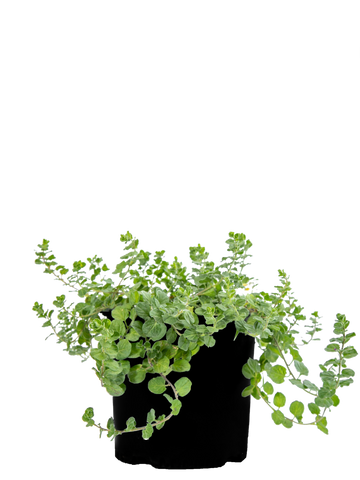 Full view of Convolvulus mauritanicus, showcasing its trailing branches and small, lavender-blue trumpet-shaped flowers. The evergreen plant grows to 1 foot high and spreads 2-3 feet wide, thriving in full to part sun. Its green-gray, hairy leaves make it ideal for ground cover, slope stabilization, and containers.