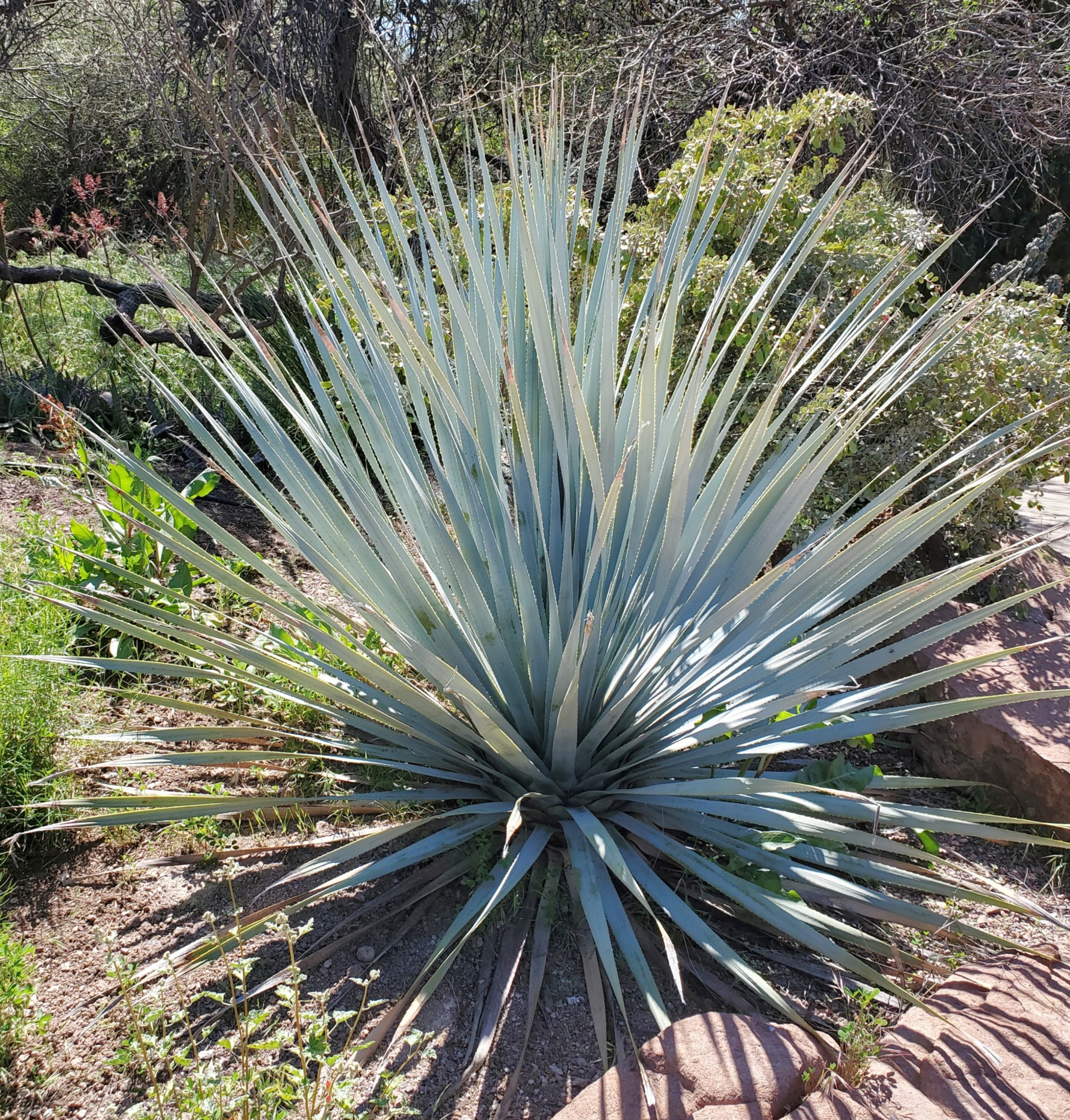 ダシリリオン ウィーレリ Dasylirion wheeleri Dasylirion wheeleri - Gray Desert Spoon – Happy Valley Plants