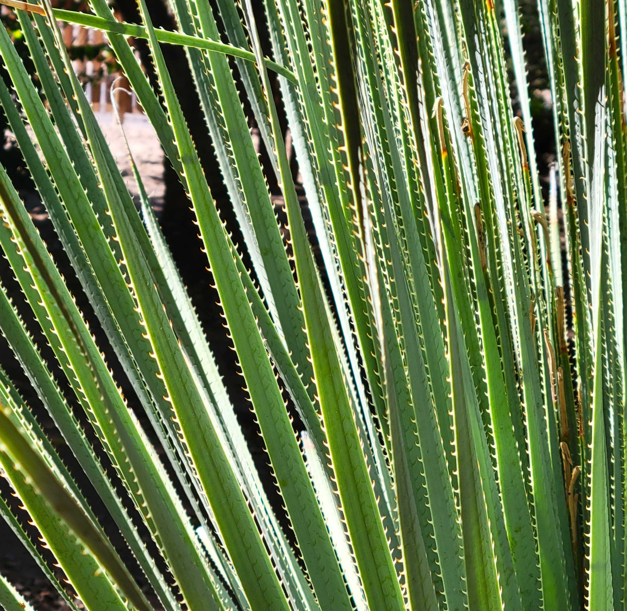 Dasylirion wheeleri - Gray Desert Spoon – Happy Valley Plants