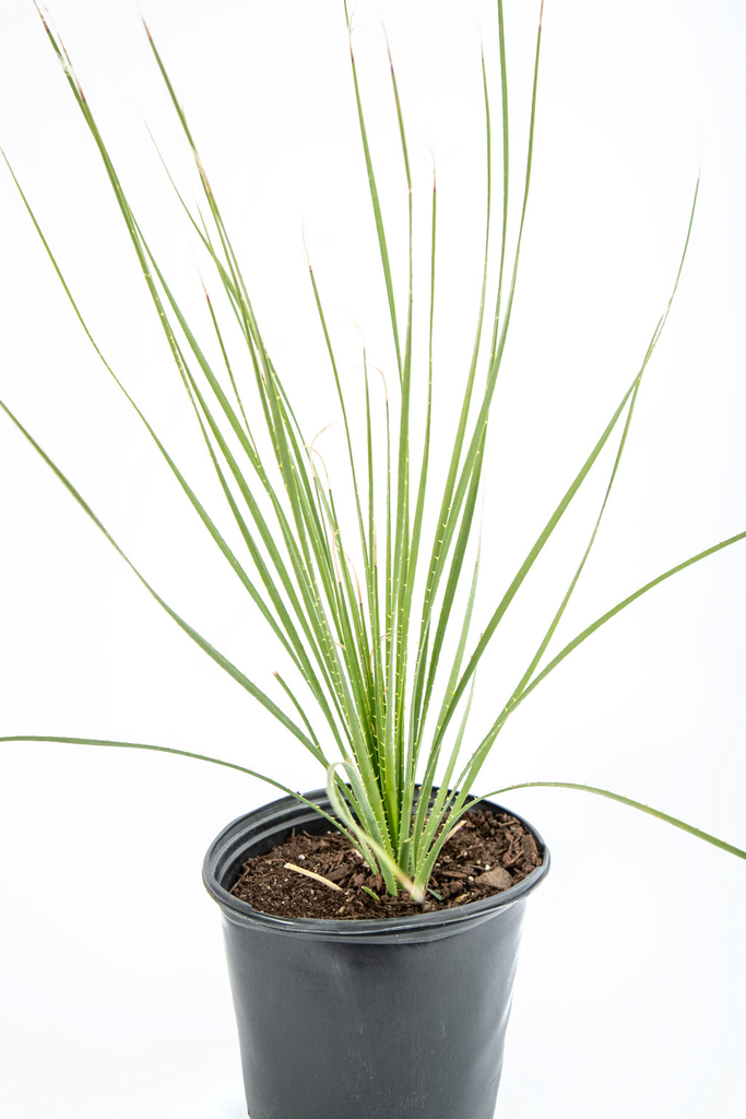 Close-up of Dasylirion acrotrichum’s spiny green leaves, highlighting their sharp, linear structure. The details of the leaf tips and the textured surface make the plant’s rugged beauty stand out.