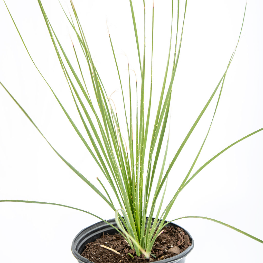 desert spoon succulent Dasylirion acrotrichum