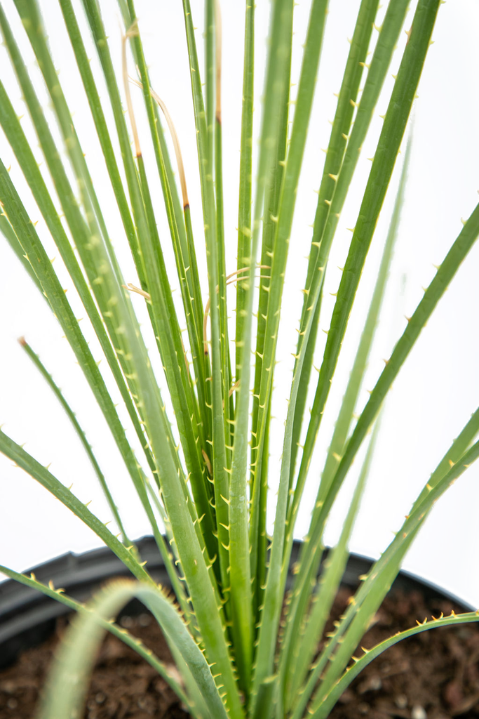 Close-up of Dasylirion acrotrichum’s spiny green leaves, highlighting their sharp, linear structure. The details of the leaf tips and the textured surface make the plant’s rugged beauty stand out.