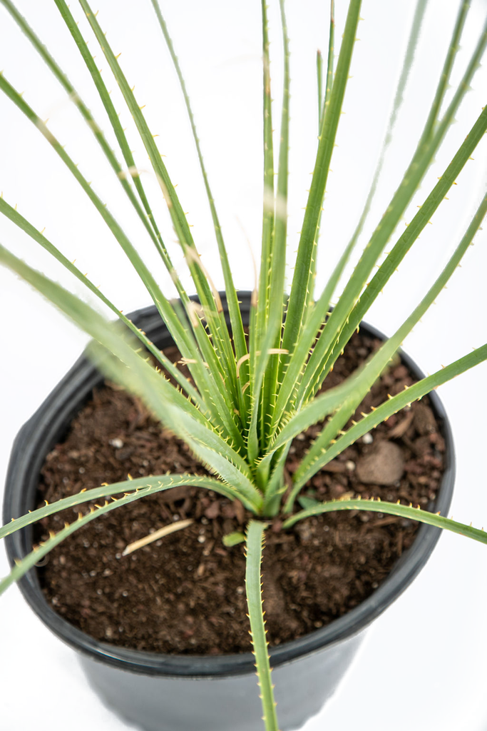 Top-down view of Dasylirion acrotrichum, emphasizing the rosette pattern of its green, spiny leaves. The symmetrical arrangement of the foliage radiates outward, offering a striking display of texture and form.