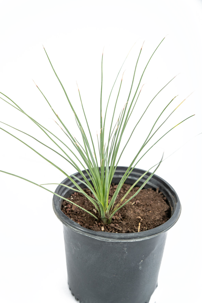 Close-up of Dasylirion longissimum’s smooth green leaves, focusing on the clean edges and uniform texture. The absence of marginal teeth gives it a soft, elegant look, adding a fresh, tropical touch to any setting.