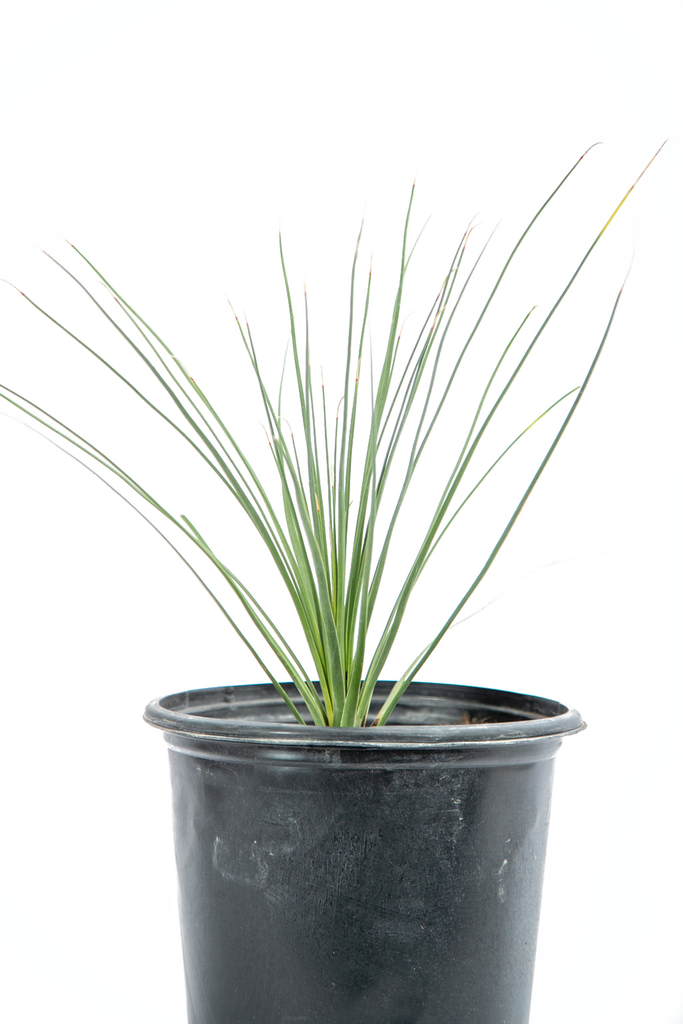 Close-up of Dasylirion longissimum’s smooth green leaves, focusing on the clean edges and uniform texture. The absence of marginal teeth gives it a soft, elegant look, adding a fresh, tropical touch to any setting.
