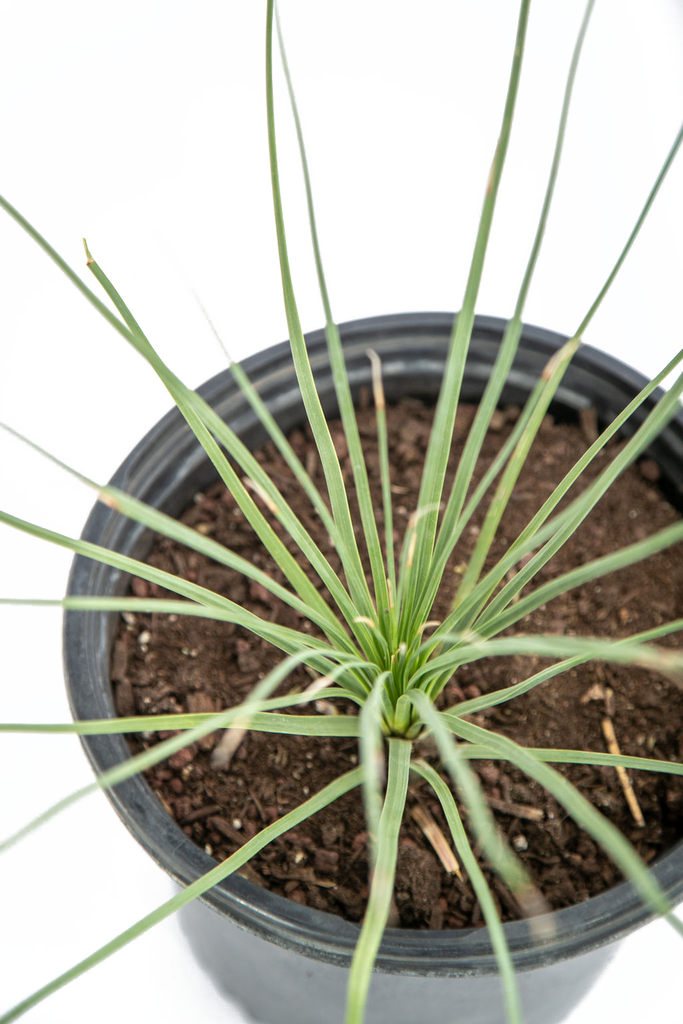 Close-up of Dasylirion longissimum’s smooth green leaves, focusing on the clean edges and uniform texture. The absence of marginal teeth gives it a soft, elegant look, adding a fresh, tropical touch to any setting.
