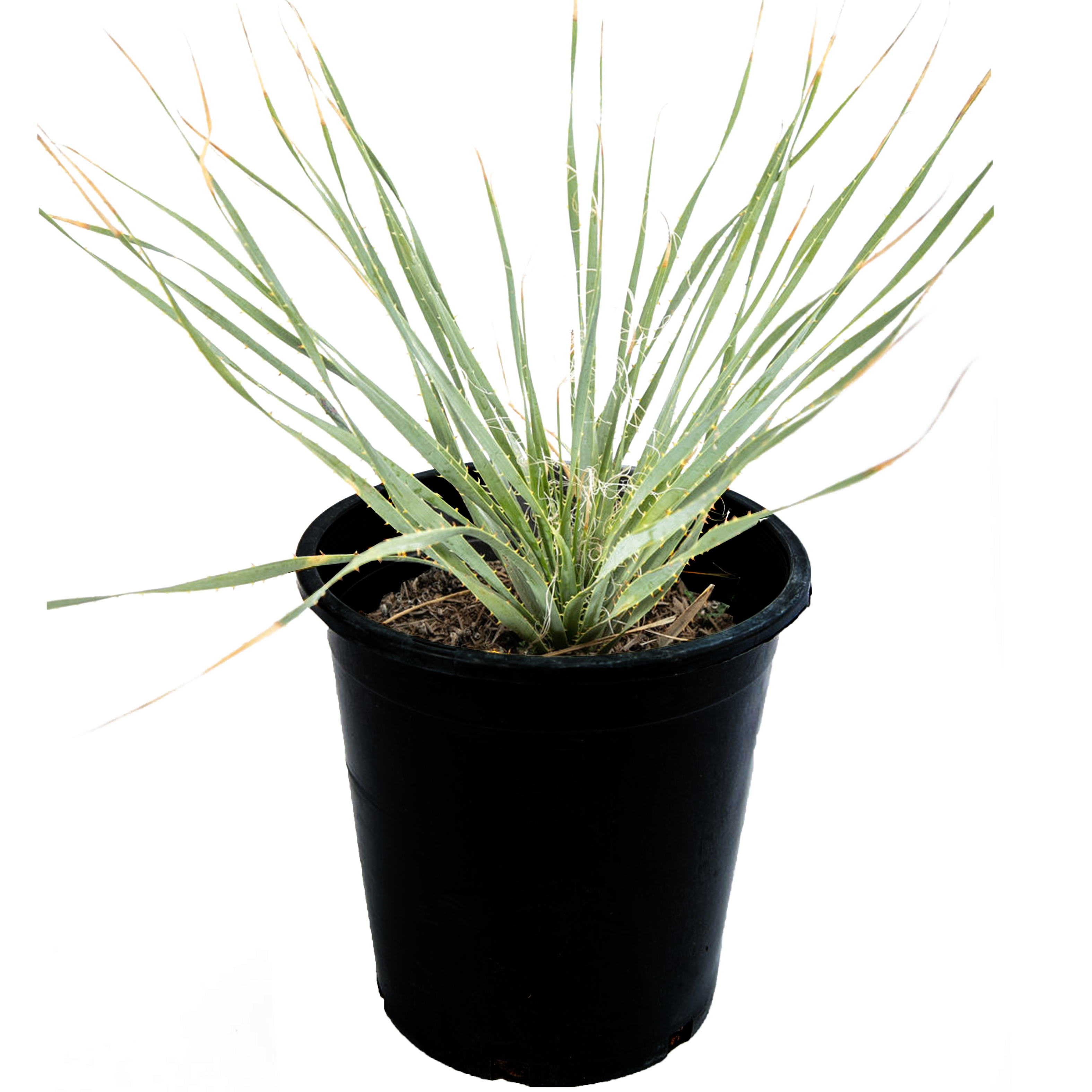 Dasylirion wheeleri - Gray Desert Spoon – Happy Valley Plants