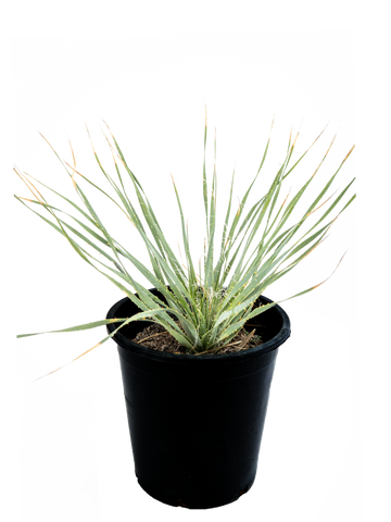 High-angle view of Dasylirion wheeleri, with its long, grass-like gray leaves forming a large rosette. The plant’s spiny-edged foliage creates a visually interesting pattern, illuminated by sunlight, highlighting its rugged texture and cold tolerance.