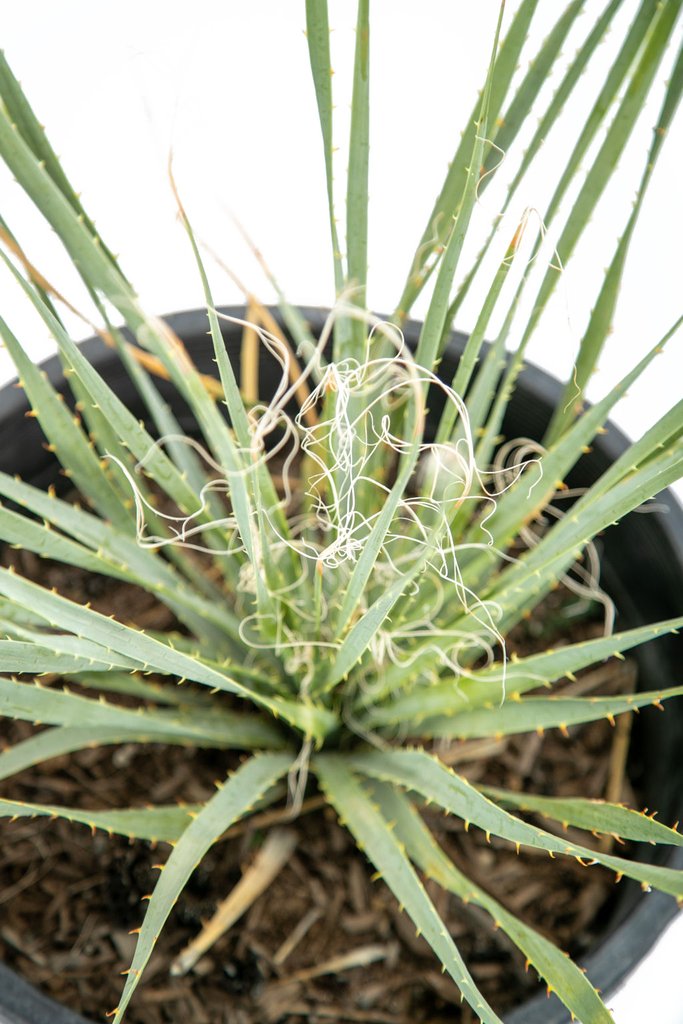 Close-up of Dasylirion wheeleri’s spiny gray leaves, focusing on the intricate details of the edges and the fine textures. The sharp leaf tips and their natural ruggedness highlight the plant's resilience and desert origin.