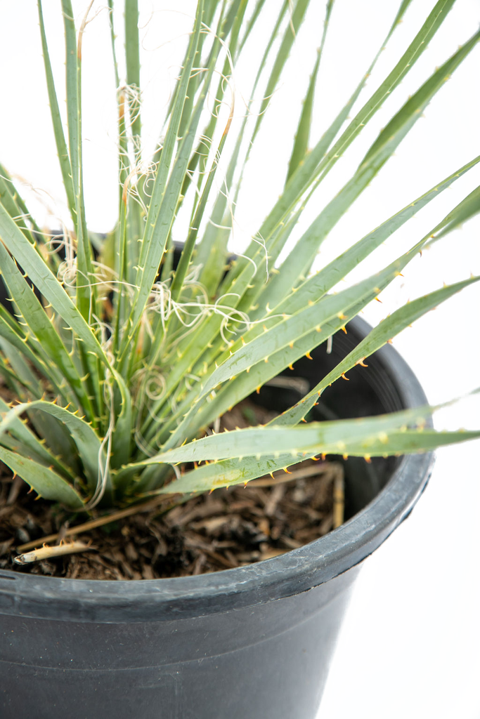 Close-up of Dasylirion wheeleri’s spiny gray leaves, focusing on the intricate details of the edges and the fine textures. The sharp leaf tips and their natural ruggedness highlight the plant's resilience and desert origin.