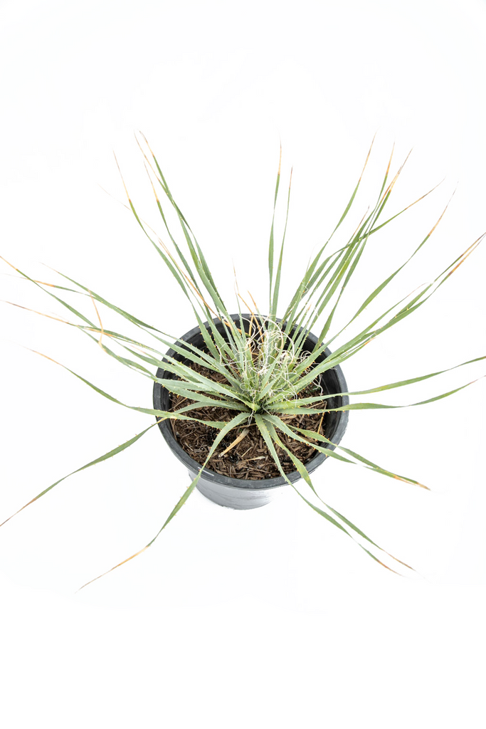 Top-down view of Dasylirion wheeleri, showing the symmetry of its gray, spiny leaves arranged in a circular rosette. The plant's stark lines and minimalist design stand out, emphasizing its hardiness and sculptural form.