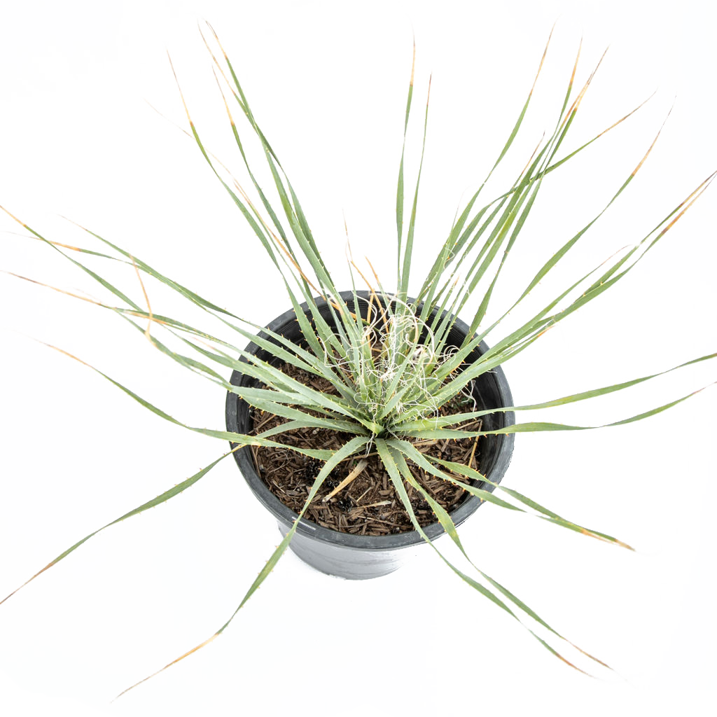 Dasylirion wheeleri - Gray Desert Spoon – Happy Valley Plants