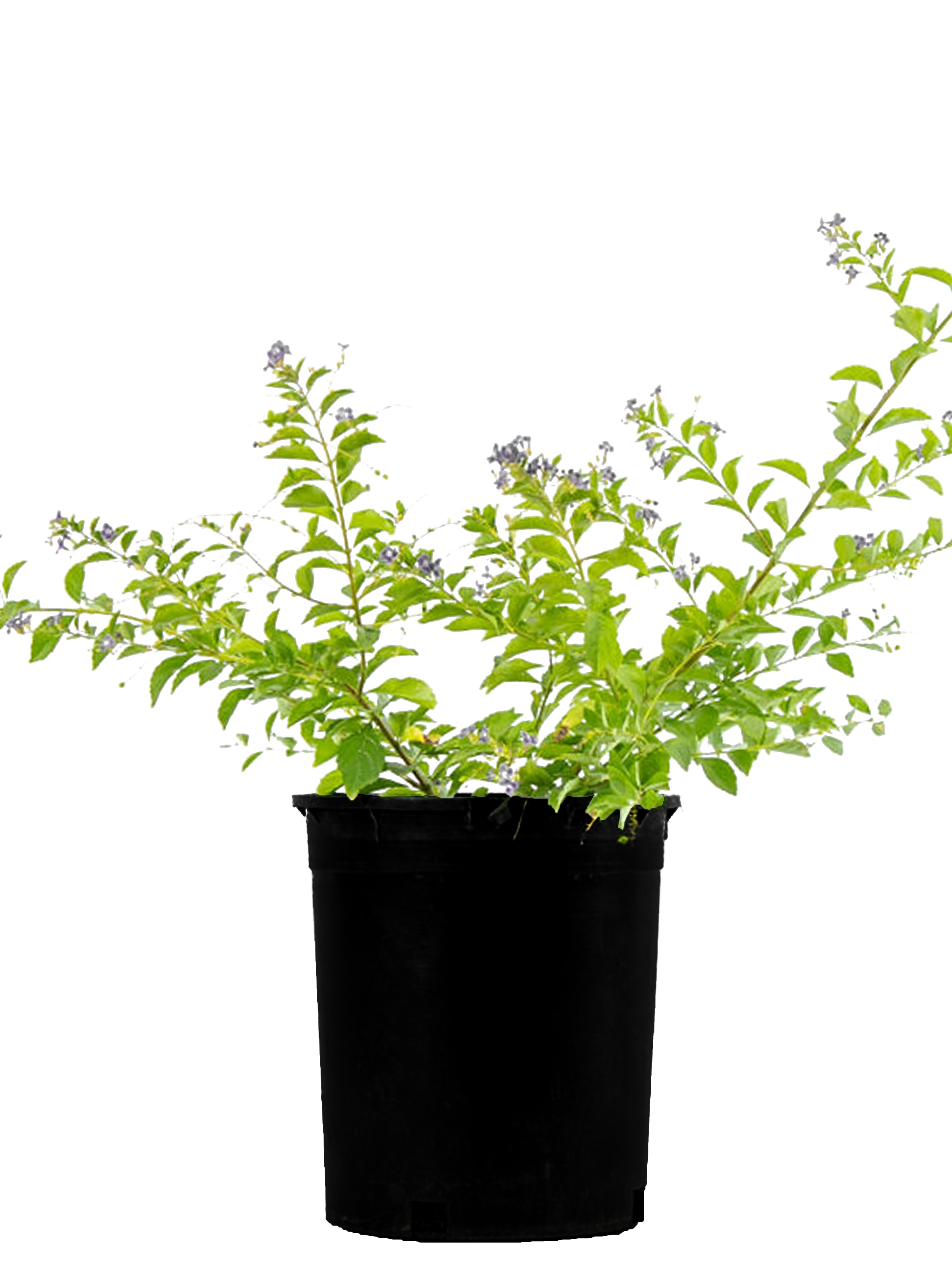 duranta plant in pot Duranta erecta Purple
