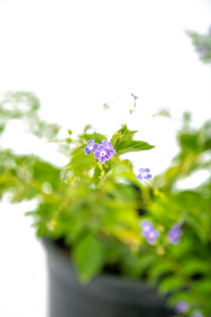 Close-up of a Duranta erecta Purple flower cluster, focusing on the delicate royal purple blooms that cascade from the branches. Gold-colored berries begin to form after the flowers, adding ornamental value. The plant thrives in full to part sun and grows up to 10 feet high and wide.