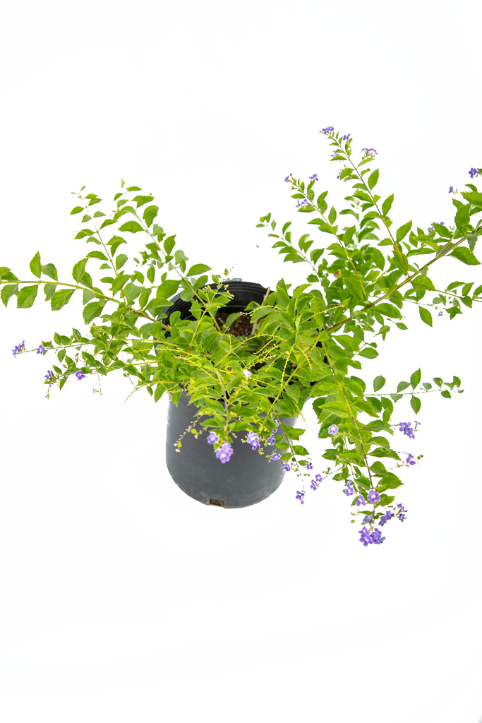 Top-down view of Duranta erecta Purple, highlighting the vibrant clusters of royal purple flowers and the gold-colored berries that follow. The plant's dense, upright branches create a symmetrical, cascading effect, making it perfect for quick hedging or training as a small tree.