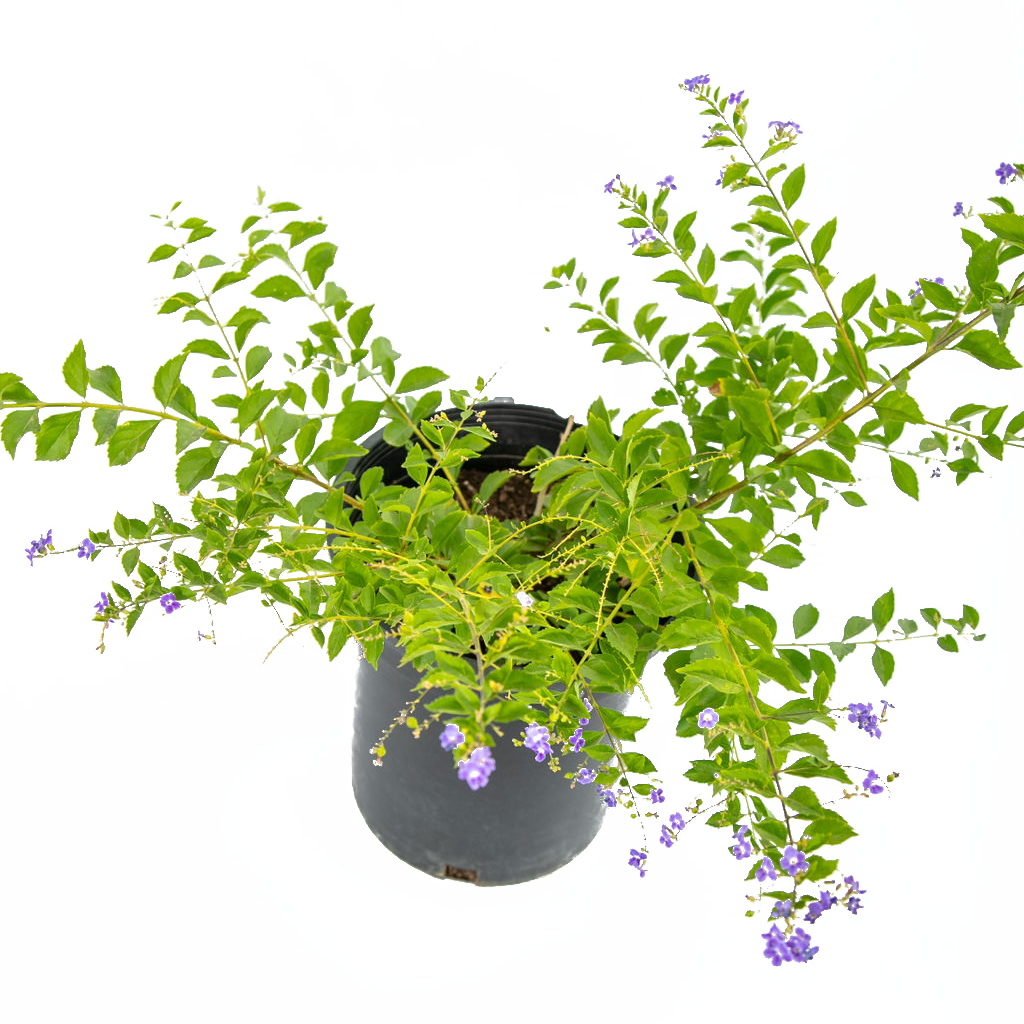drop plant Duranta erecta Purple