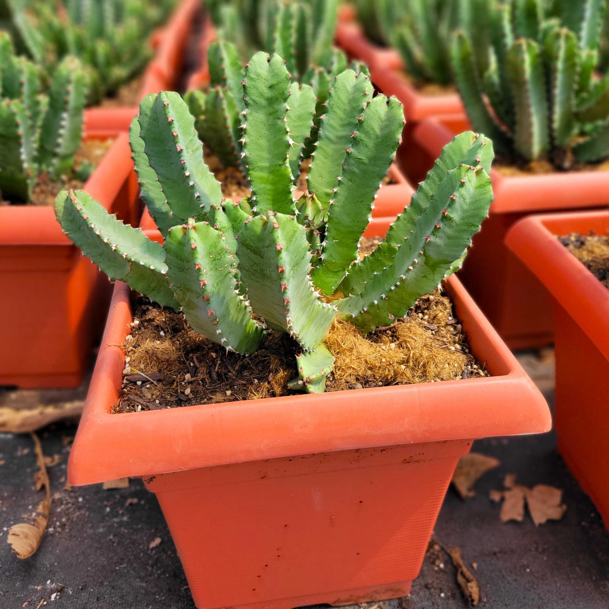 Euphorbia resinifera - Moroccan Mound – Happy Valley Plants