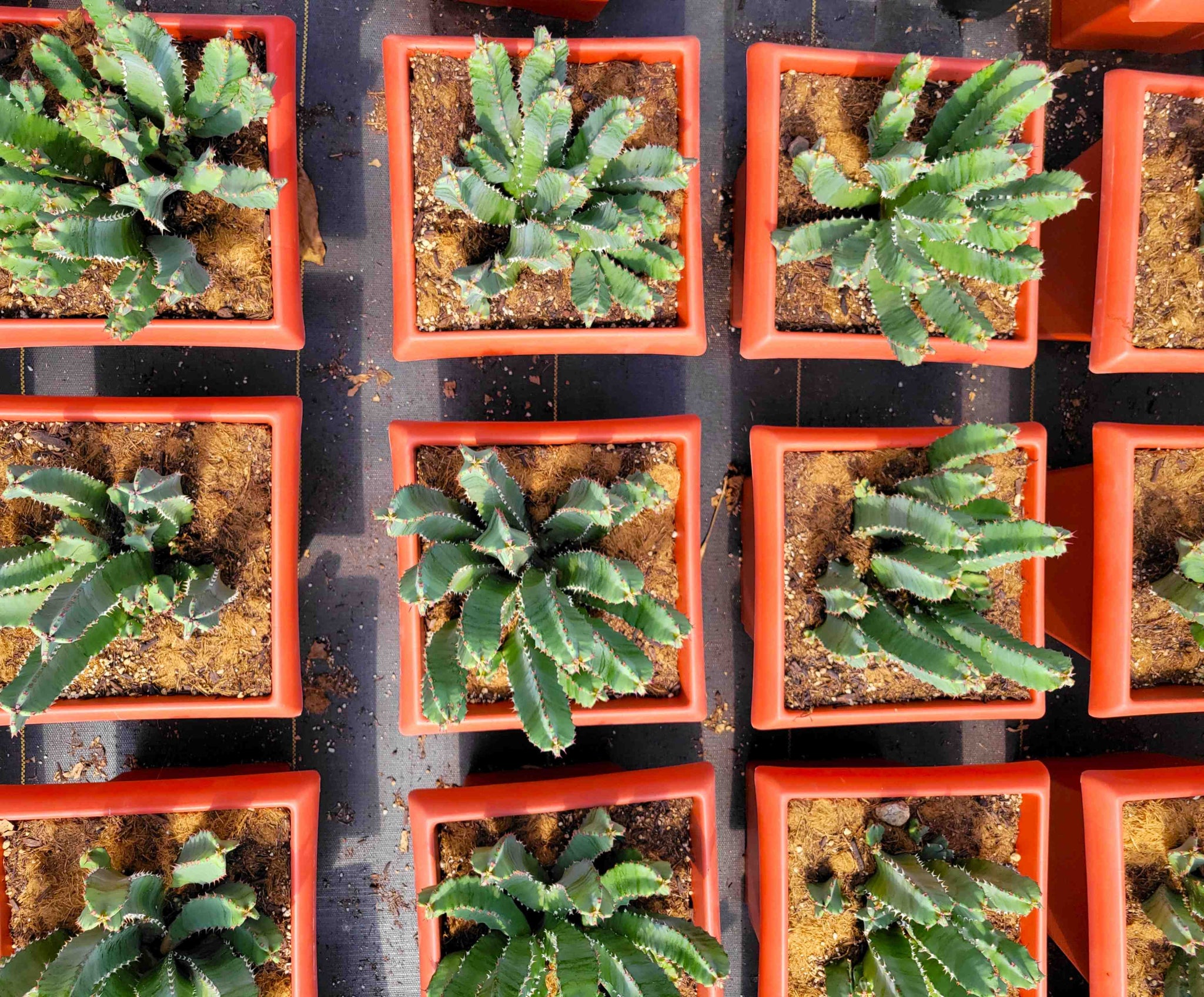 Euphorbia resinifera - Moroccan Mound – Happy Valley Plants