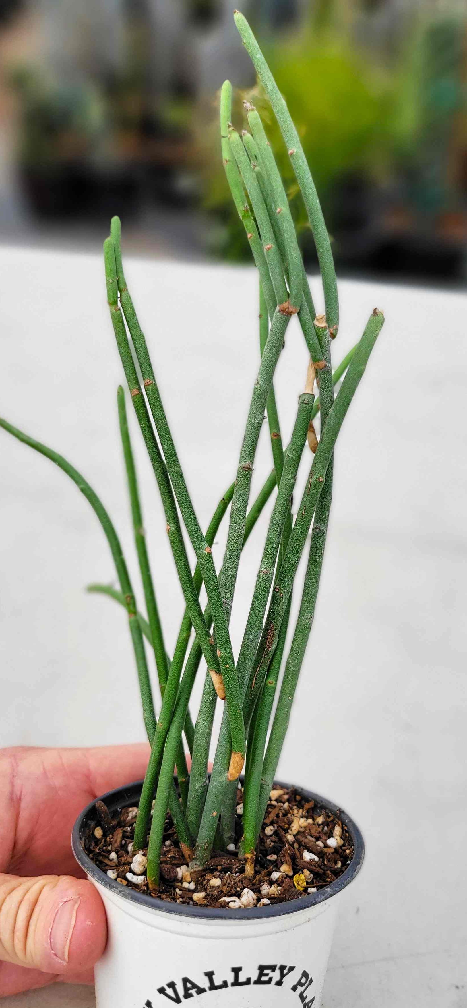 Euphorbia antisyphilitica