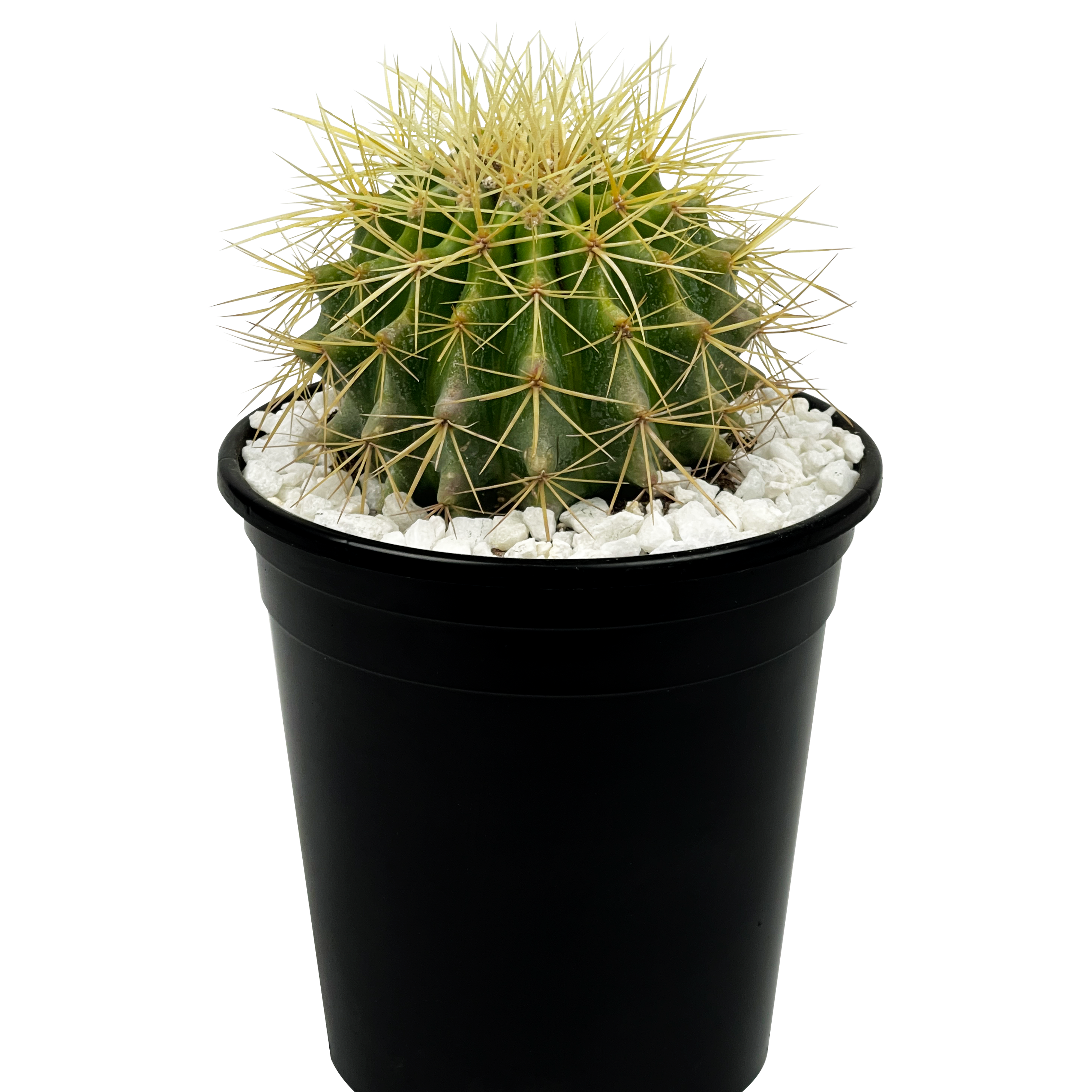 Echinocactus grusonii
