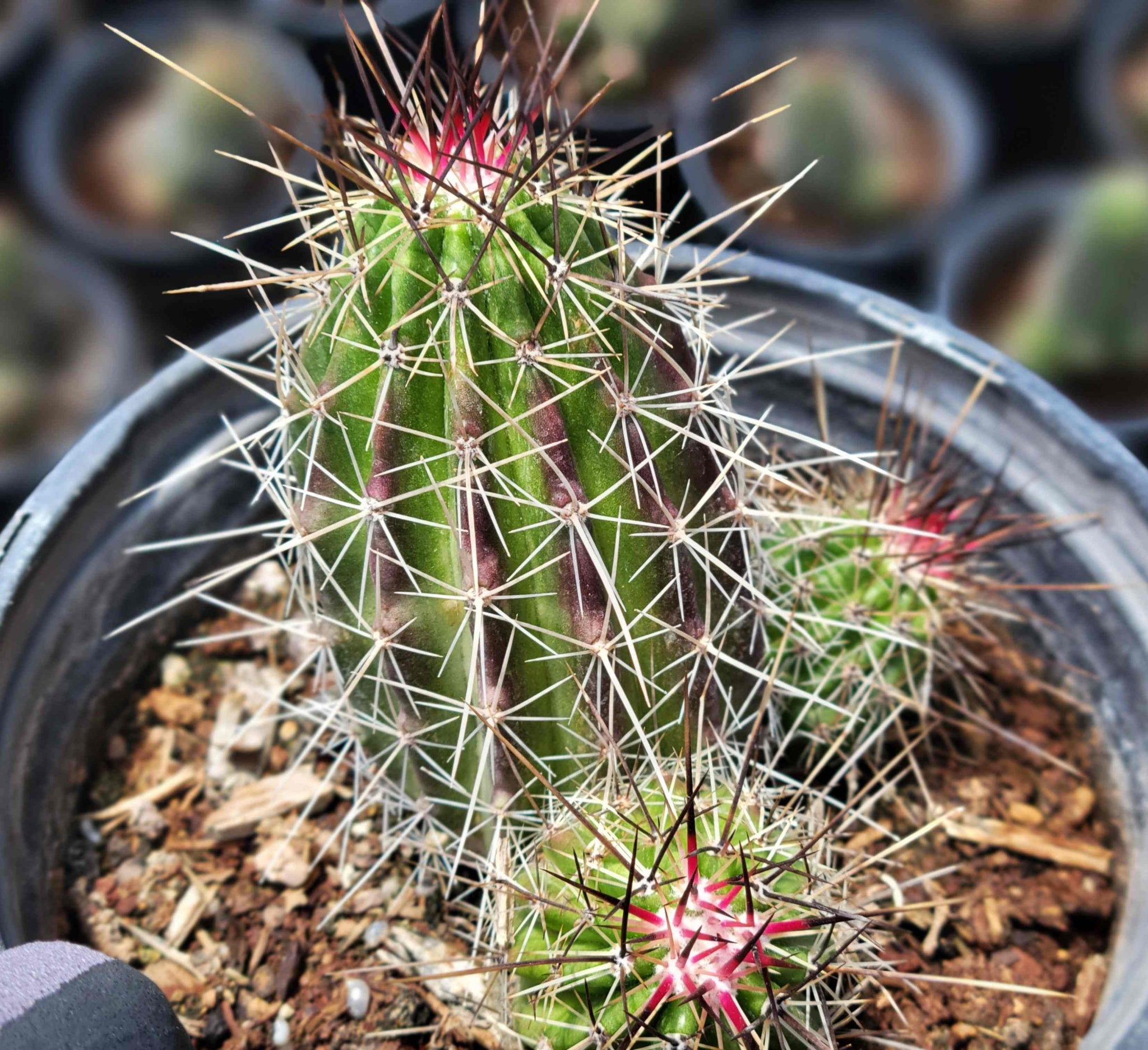 Cacti Collection – Happy Valley Plants