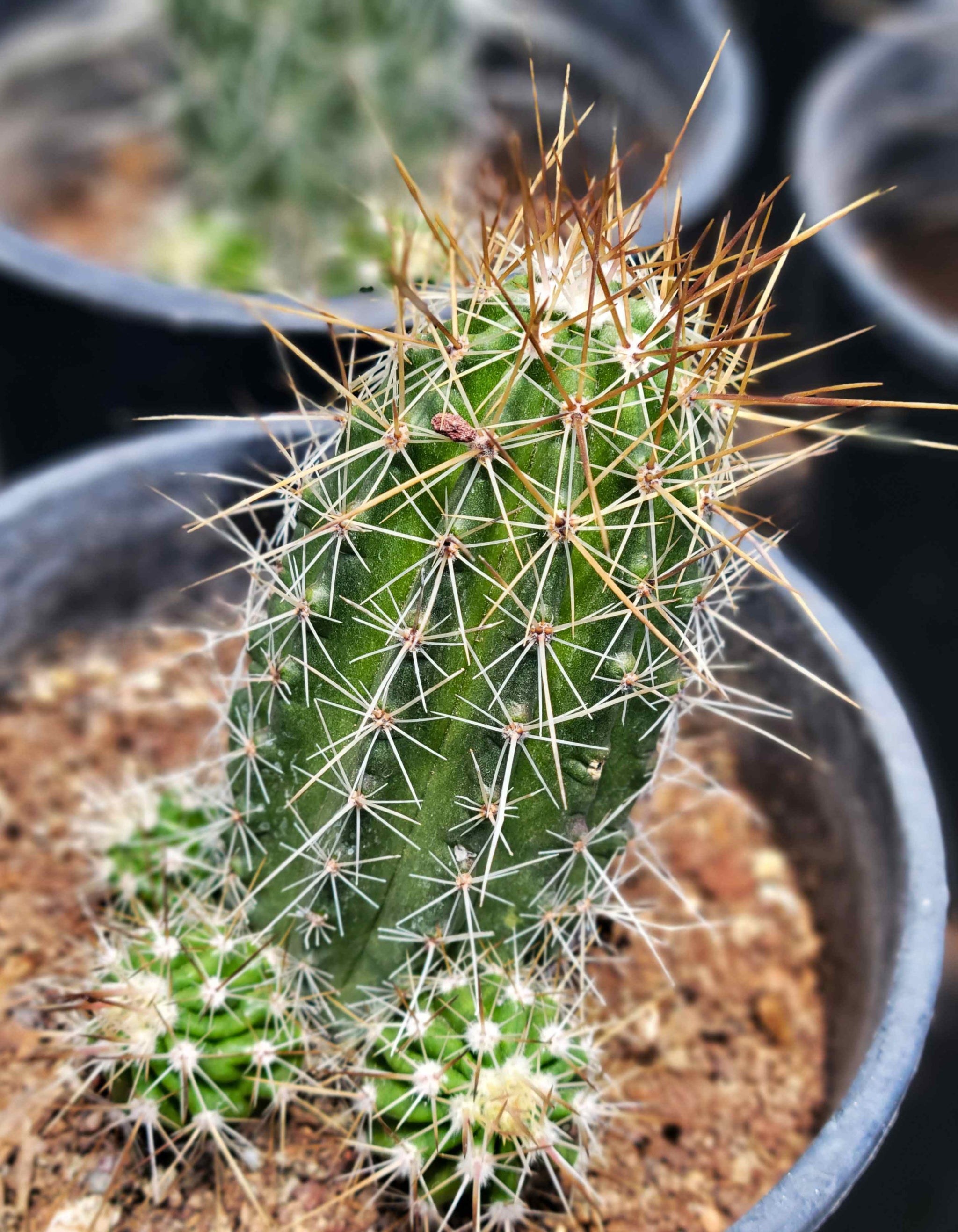 サンヨー Cacti Cacti Collection – Happy Valley Plants