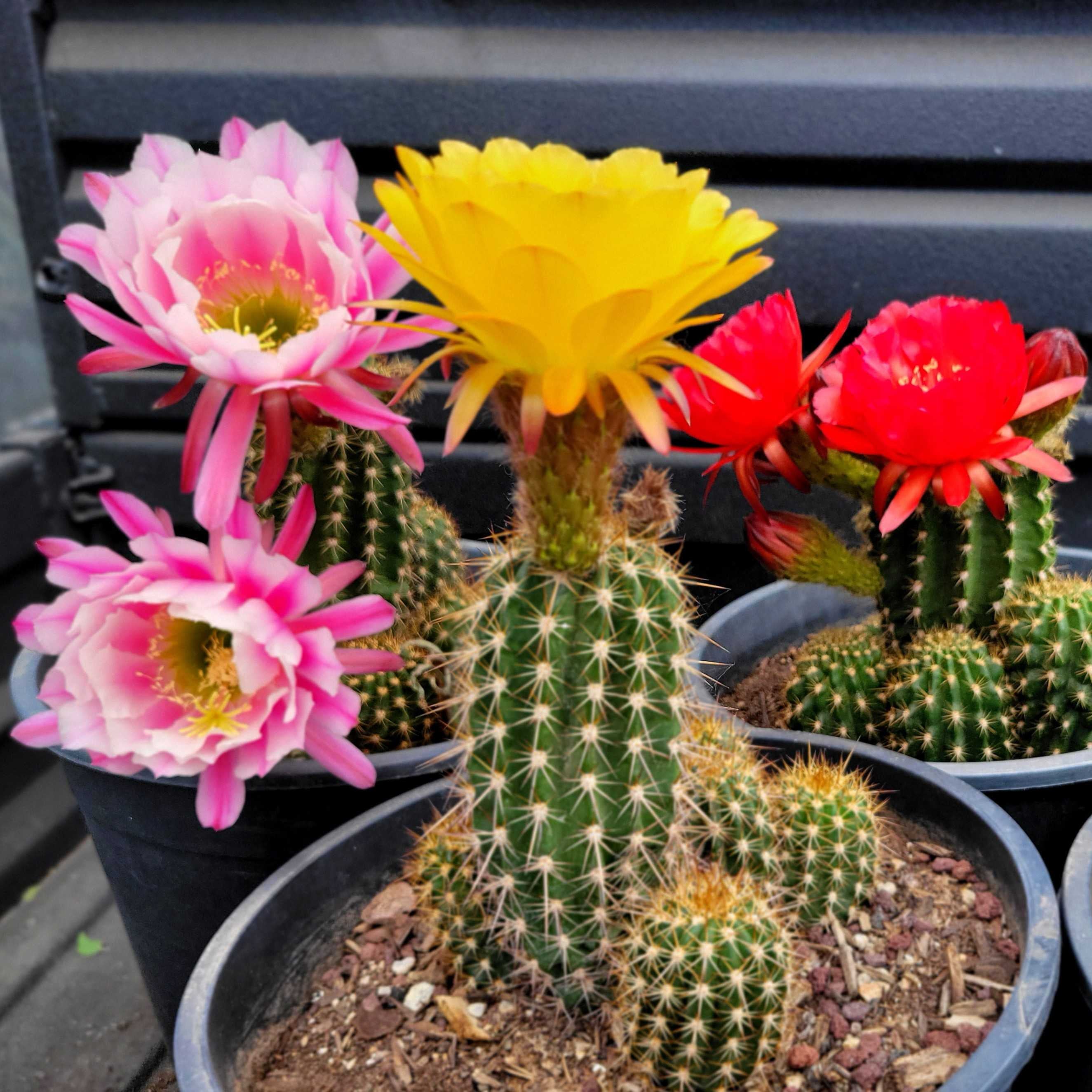 flori cactus Trichocereus grandiflorus hybrid