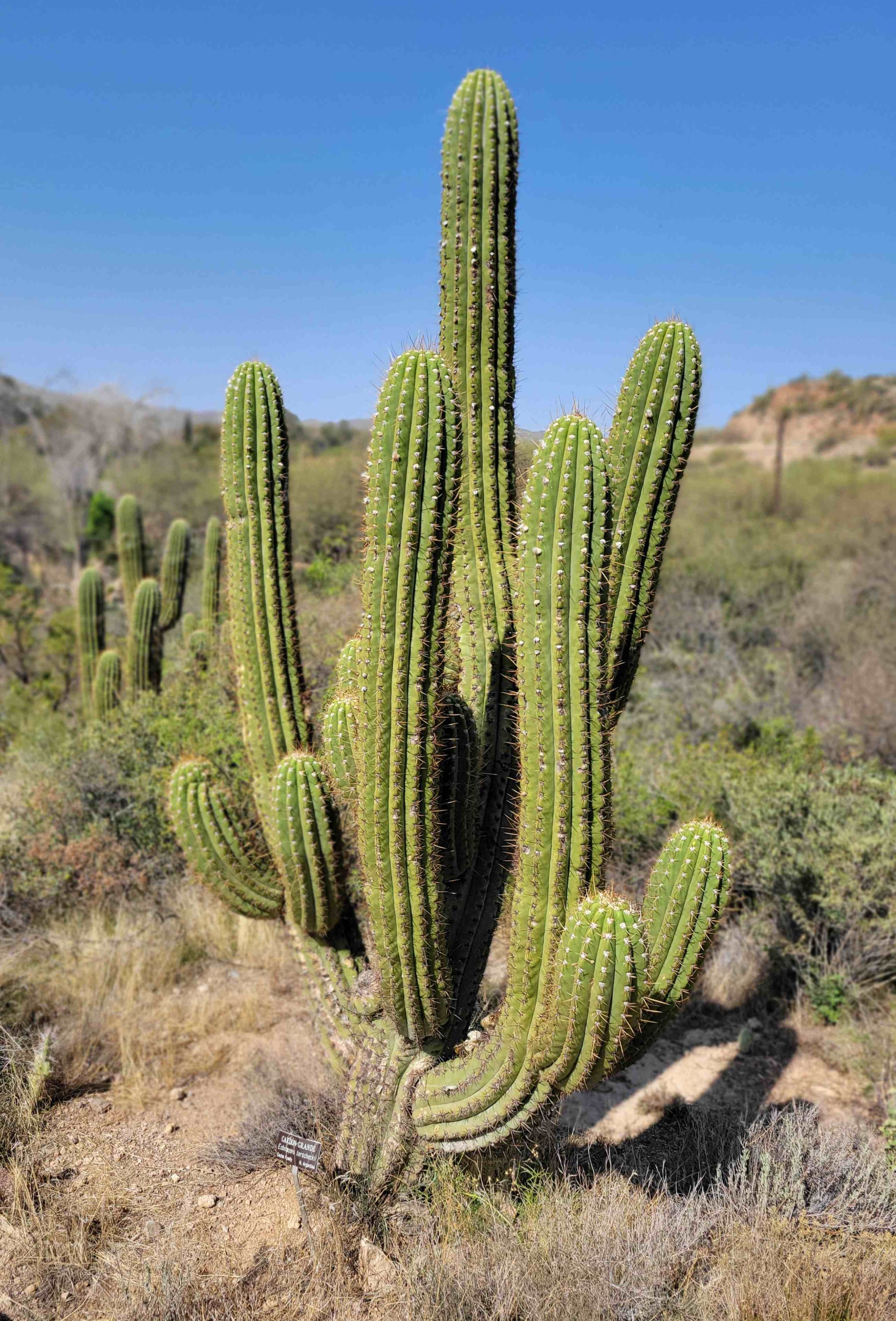Trichocereus terschekii