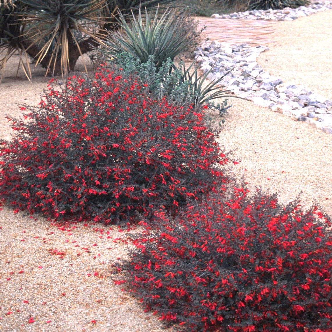 Eremophila maculata 'Valentine' – Happy Valley Plants