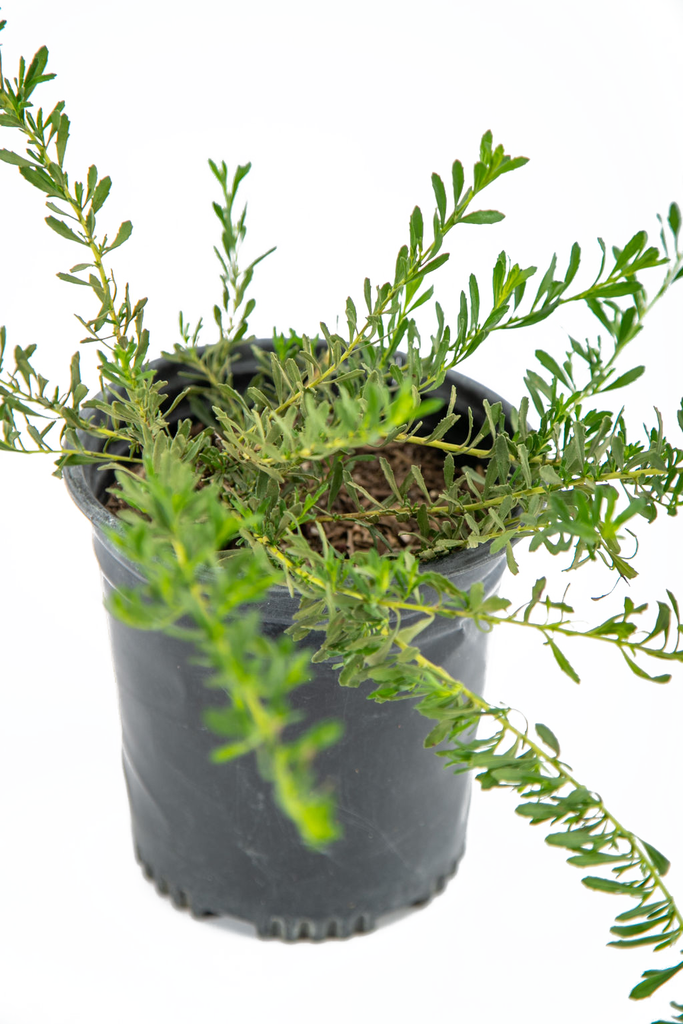Close-up of Eremophila glabra flowers, focusing on the bright yellow tubular blooms that nearly cover the plant during late fall through spring. The evergreen groundcover has a sprawling growth habit, thriving in full sun and adaptable to a variety of soil types, especially on slopes or mounds.