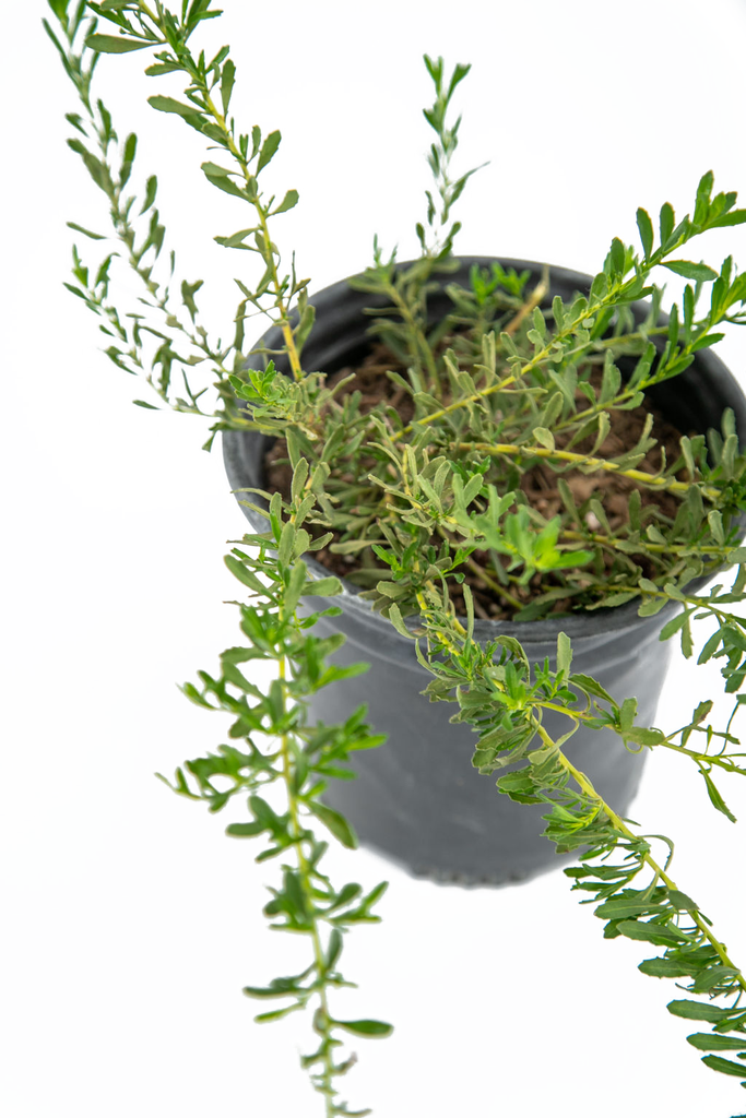 Close-up of Eremophila glabra flowers, focusing on the bright yellow tubular blooms that nearly cover the plant during late fall through spring. The evergreen groundcover has a sprawling growth habit, thriving in full sun and adaptable to a variety of soil types, especially on slopes or mounds.