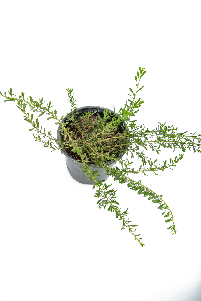 Top-down view of Eremophila glabra, highlighting its dense, spreading growth with vibrant yellow tubular flowers covering the foliage. The plant grows 2 feet tall and can spread to 12 feet wide, ideal for slopes or mounds where well-drained soil ensures optimal growth.