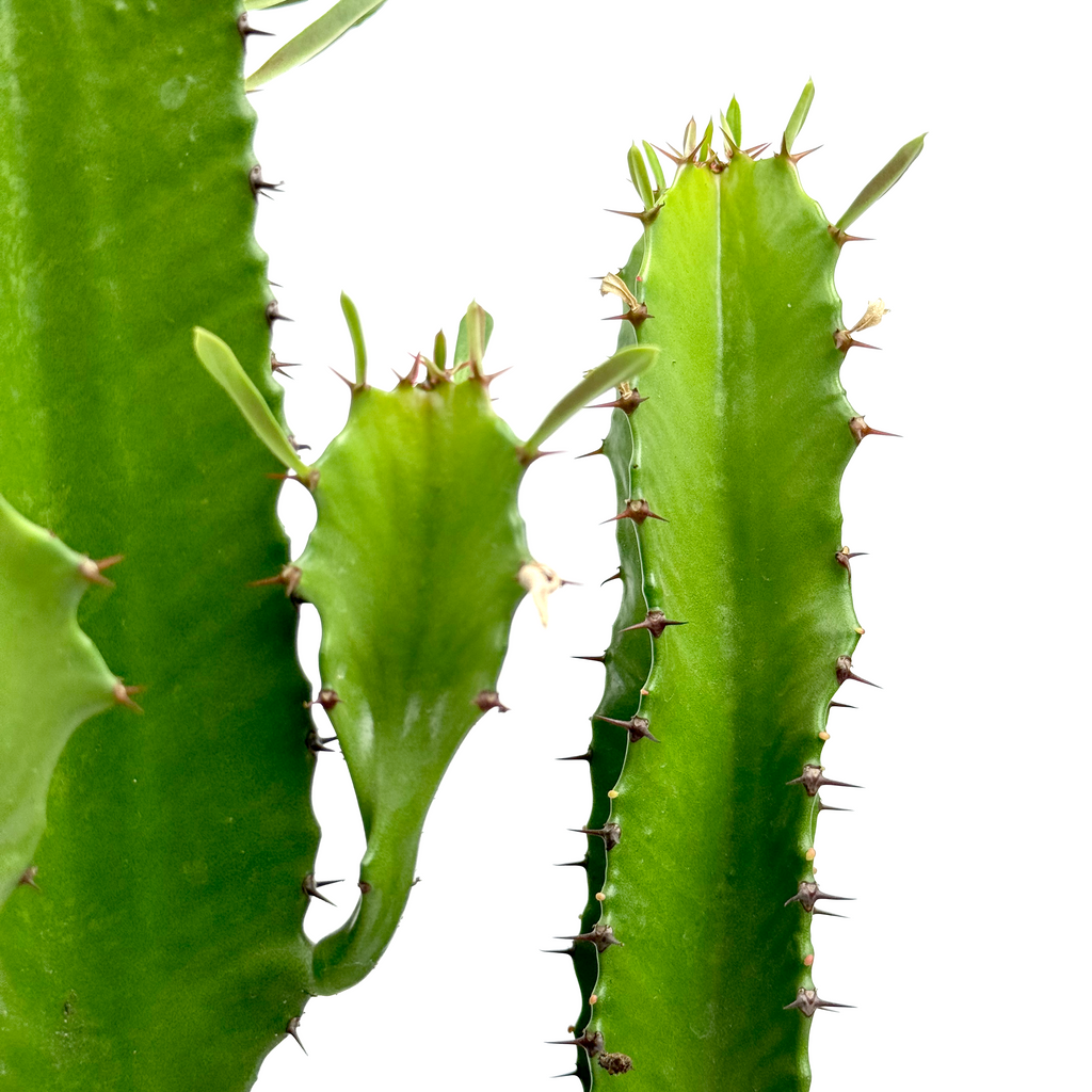 Close-up of the ribbed columnar stem of Euphorbia ingens, showing the paired thorns and the small waxy yellow flowers surrounded by greenish bracts. The texture of the stem's surface is detailed, revealing its bright green flesh and subtle variations in color.