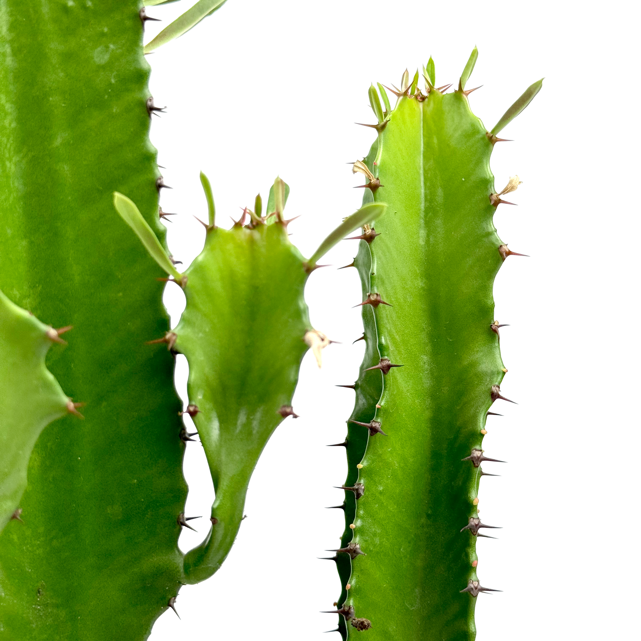 Euphorbia ingens