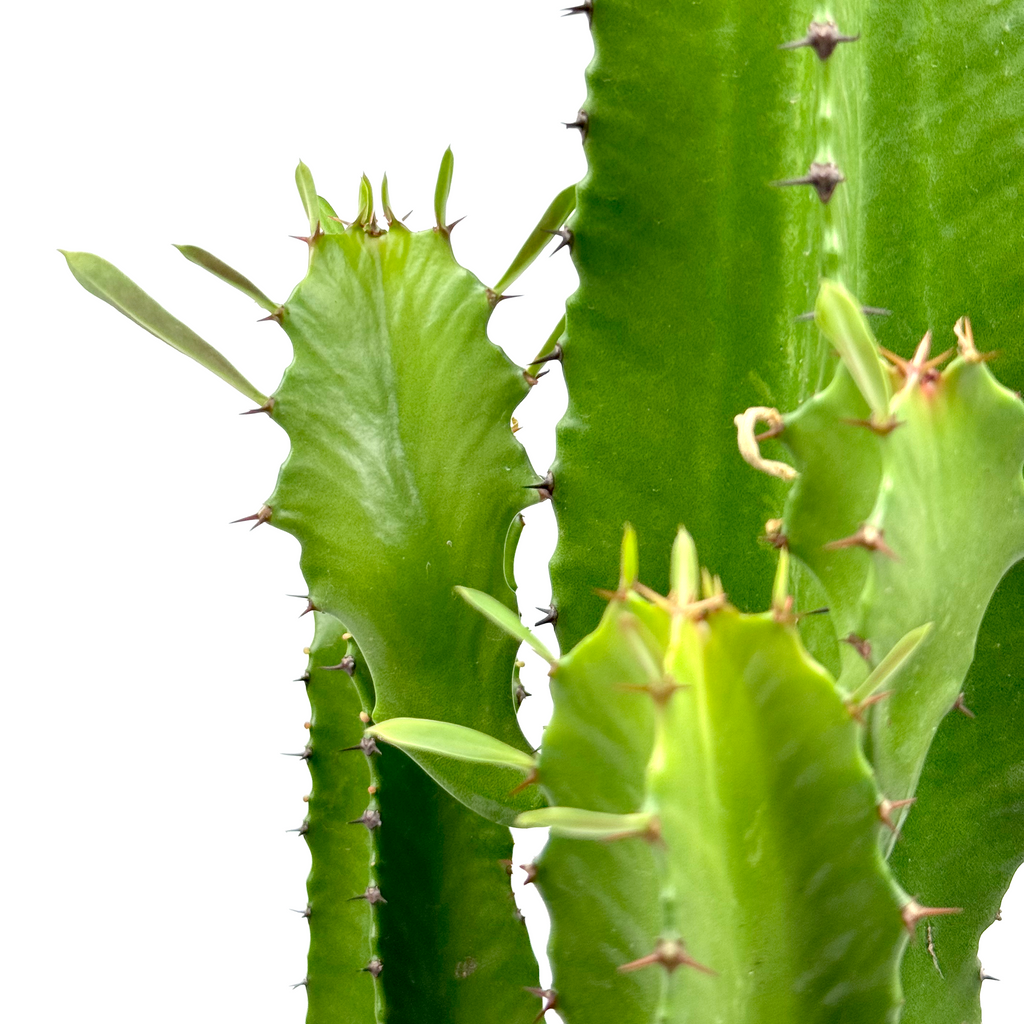 Close-up of the ribbed columnar stem of Euphorbia ingens, showing the paired thorns and the small waxy yellow flowers surrounded by greenish bracts. The texture of the stem's surface is detailed, revealing its bright green flesh and subtle variations in color.