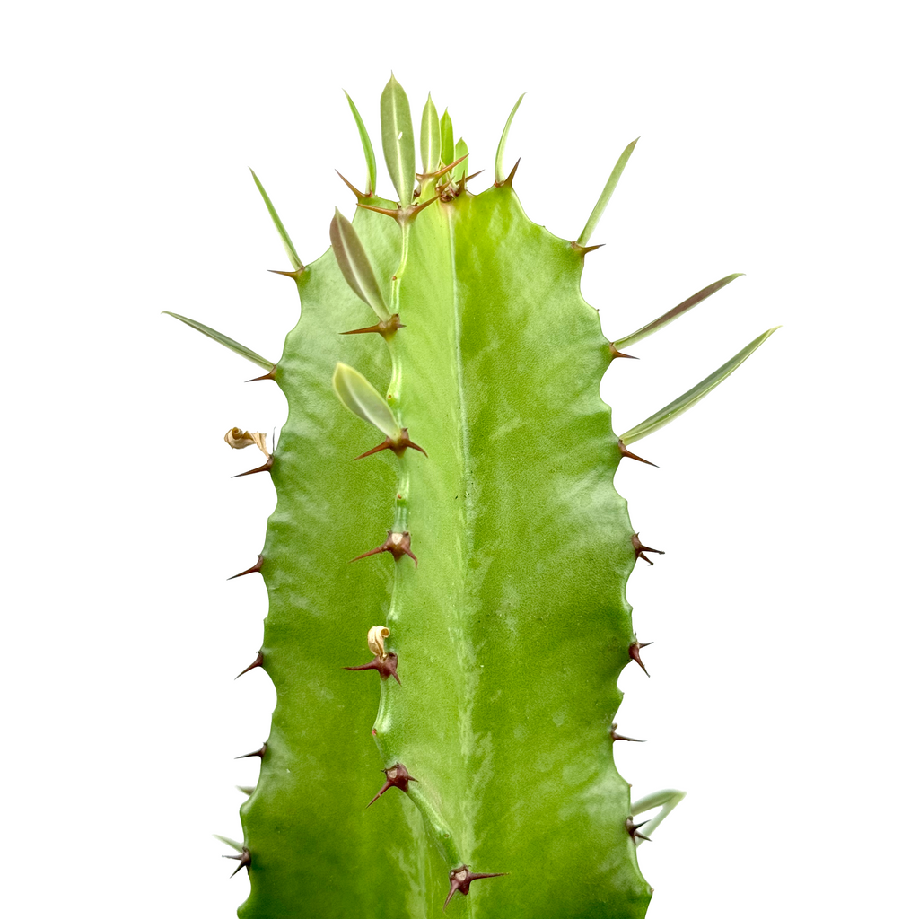 Close-up of the ribbed columnar stem of Euphorbia ingens, showing the paired thorns and the small waxy yellow flowers surrounded by greenish bracts. The texture of the stem's surface is detailed, revealing its bright green flesh and subtle variations in color.
