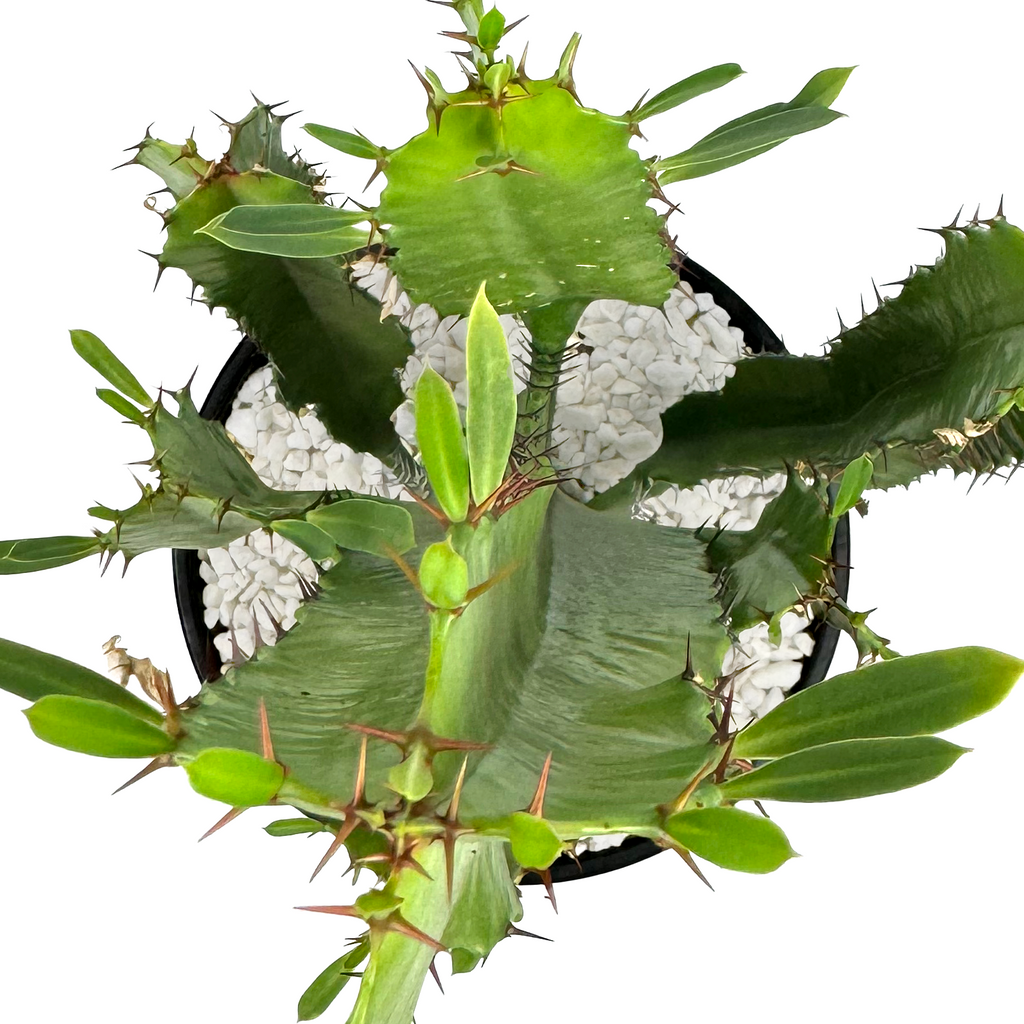 Top-down view of the Euphorbia ingens, highlighting its tightly clustered, columnar stems. The ribs, adorned with thorns and yellow flowers, create a radial symmetry, emphasizing the plant's unique growth pattern.