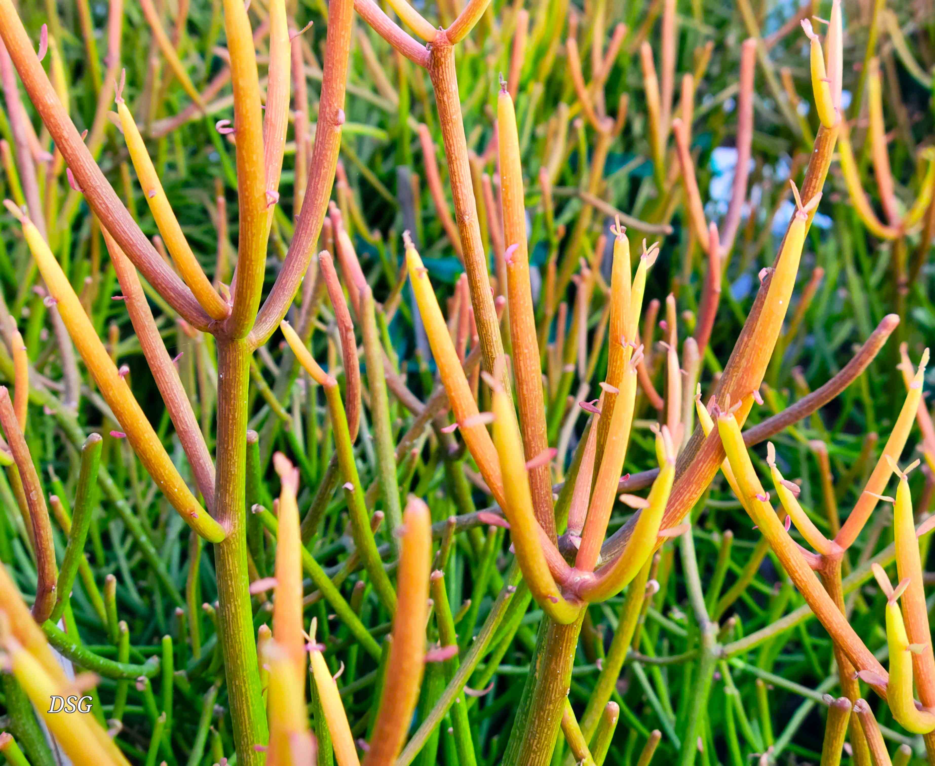 Euphorbia tirucalli 'Firestick' - Sticks on Fire  Happy Valley Plants
